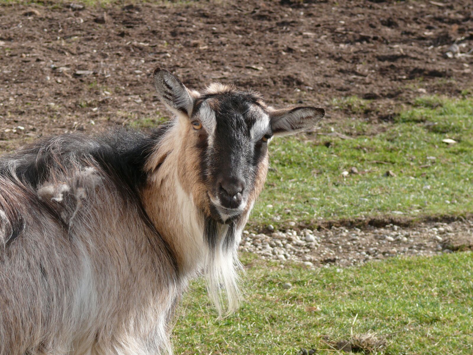 Panasonic DMC-FZ50 sample photo. Goat, nature, animal photography