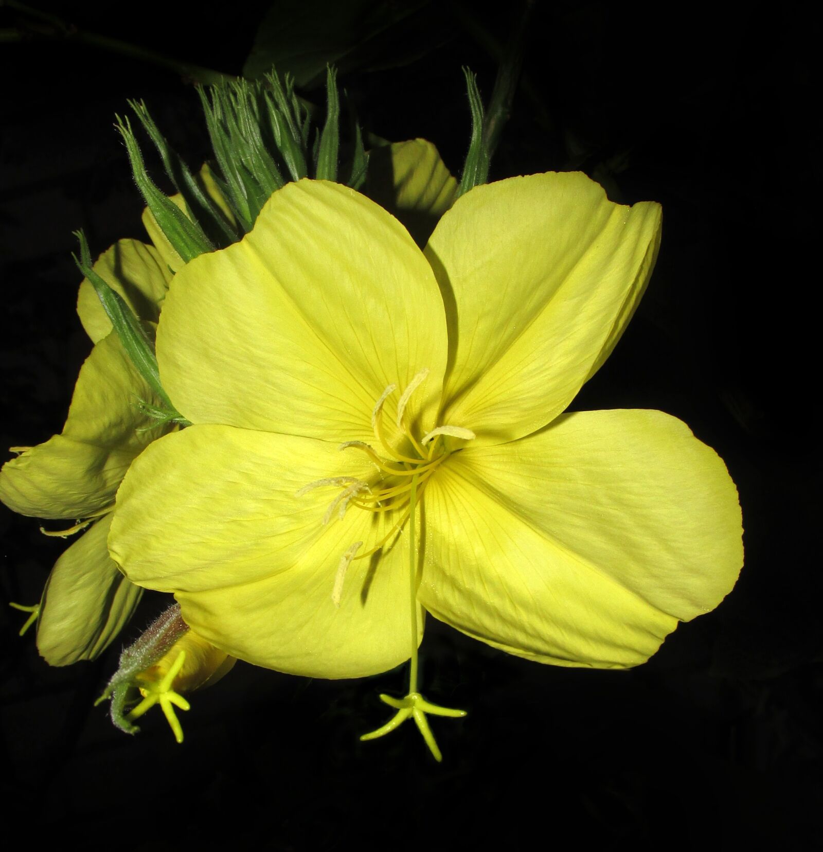 Canon PowerShot SX170 IS sample photo. Flower, yellow, evening primrose photography