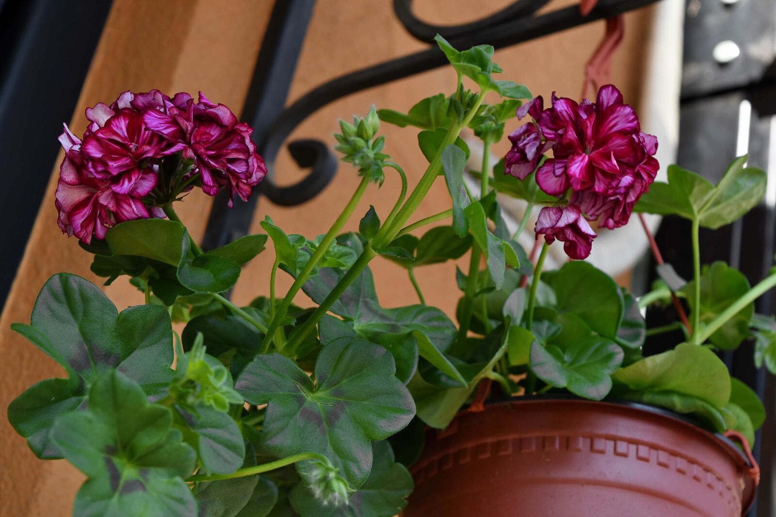 Nikon D5500 sample photo. Flowerpot, still life, nature photography