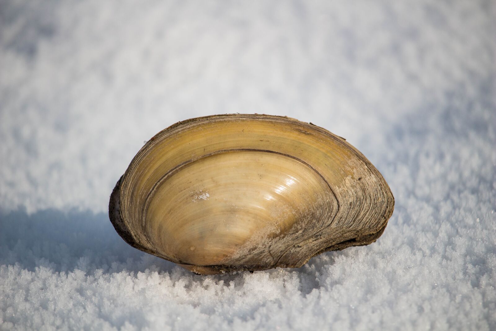 Canon EOS 100D (EOS Rebel SL1 / EOS Kiss X7) sample photo. Shell, snow, river photography