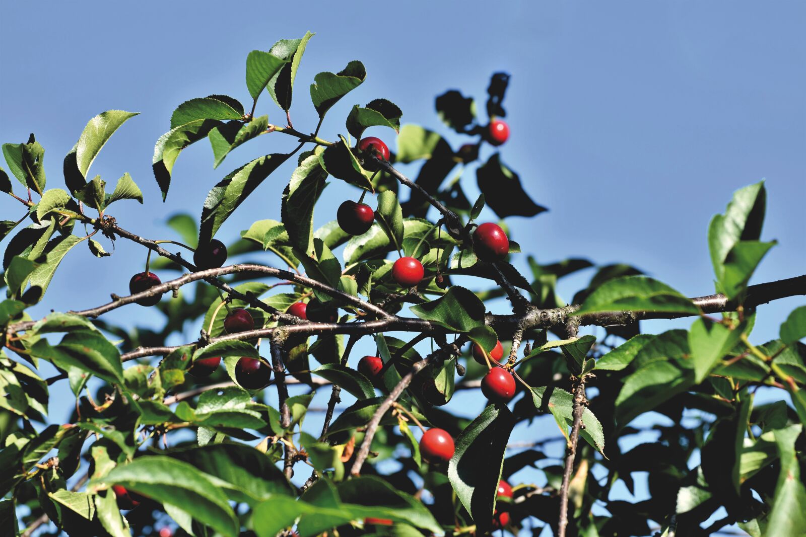 Nikon D7200 sample photo. Cherry tree, cherries, fruit photography
