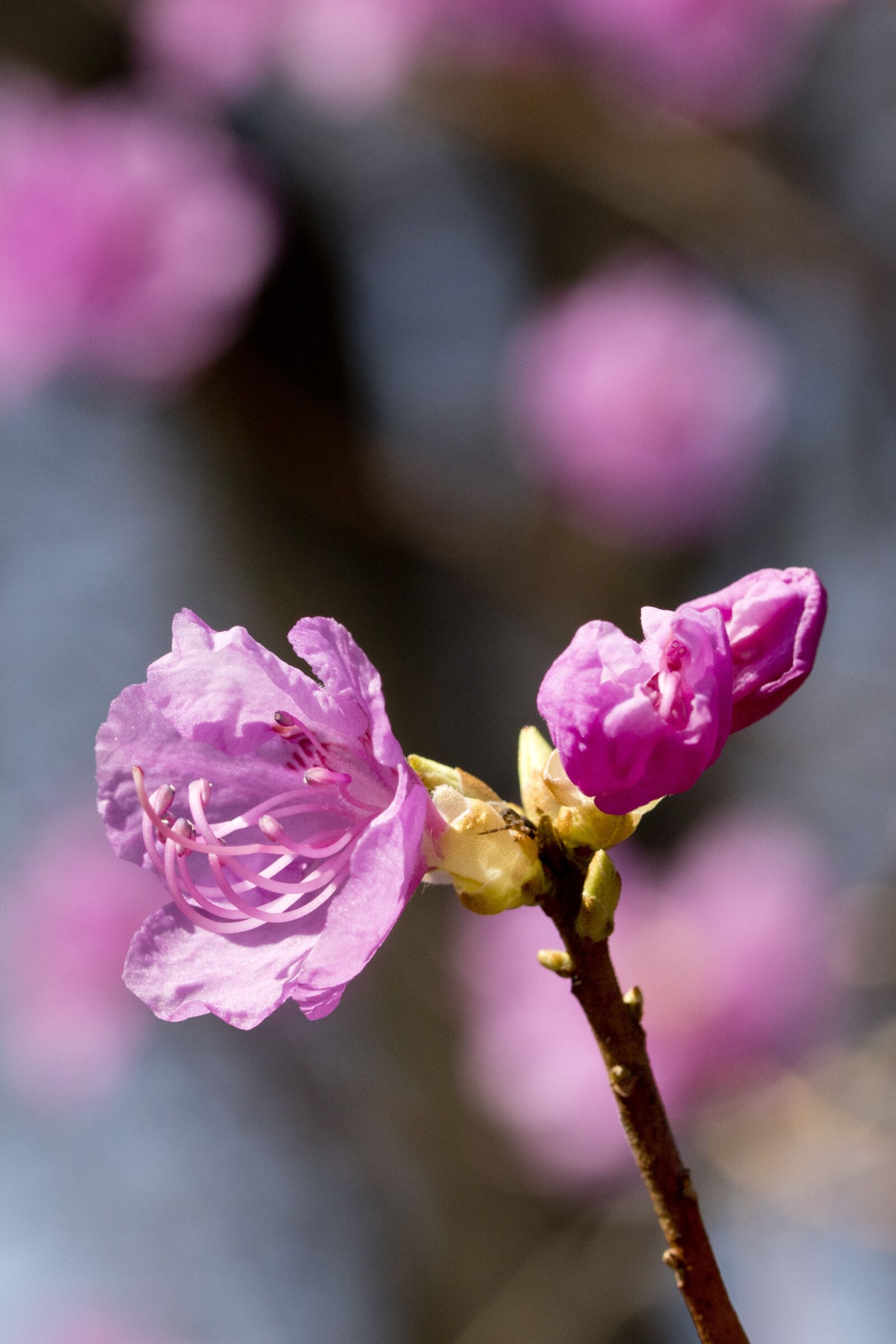 Canon EOS 800D (EOS Rebel T7i / EOS Kiss X9i) sample photo. Azalea, spring, flowers photography