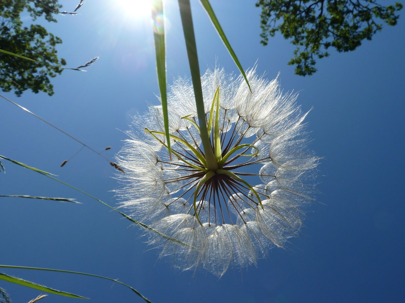 Panasonic Lumix DMC-ZS5 (Lumix DMC-TZ8) sample photo. Dandelion, nature, egret dandelion photography