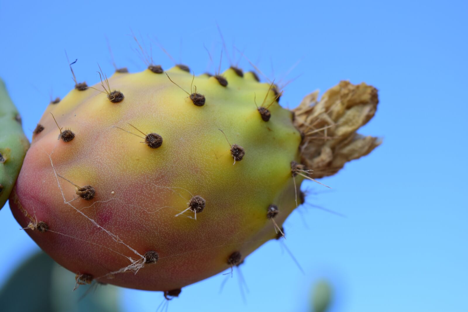 Nikon D3300 sample photo. Prickly pear, fruit, cactus photography