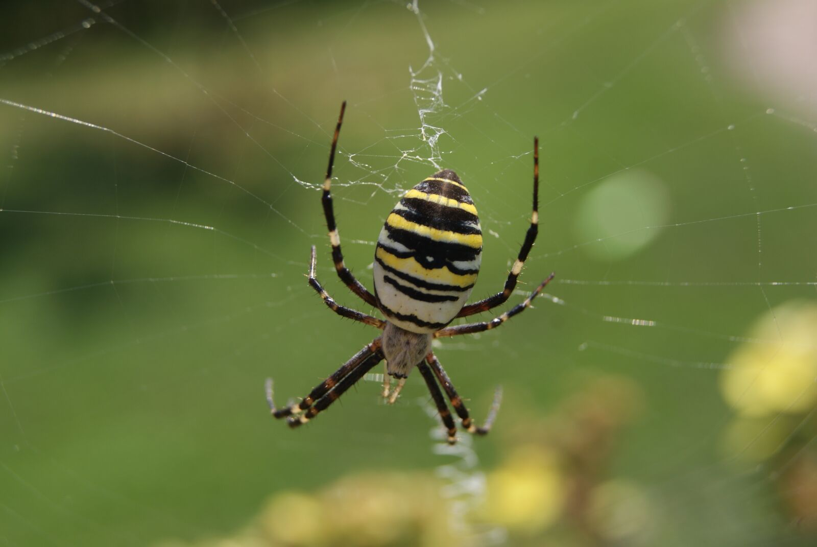 Sony Alpha DSLR-A230 sample photo. Spider, wasp spider, animal photography