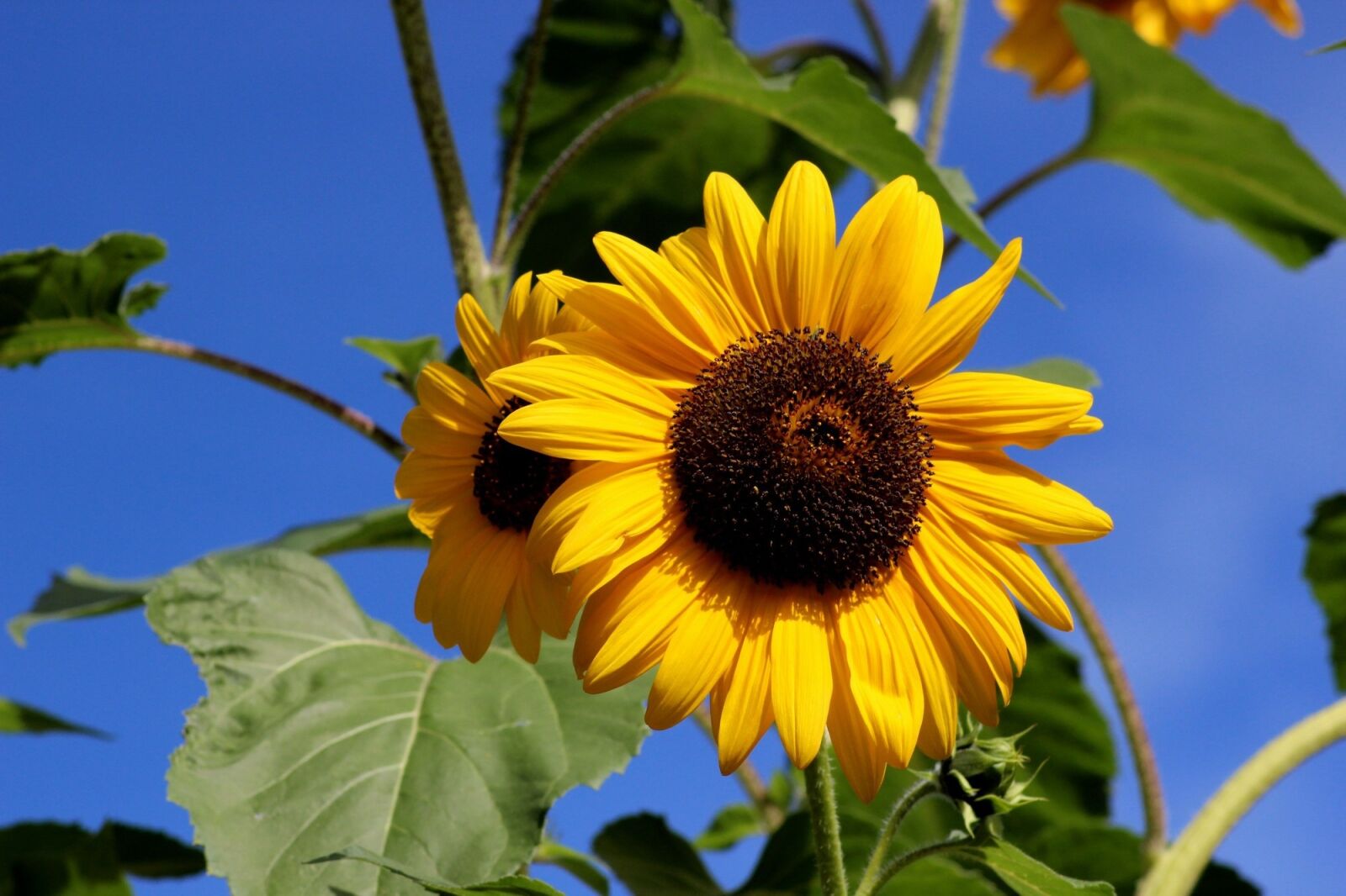 Canon EOS 600D (Rebel EOS T3i / EOS Kiss X5) sample photo. Sunflower, flower, summer photography