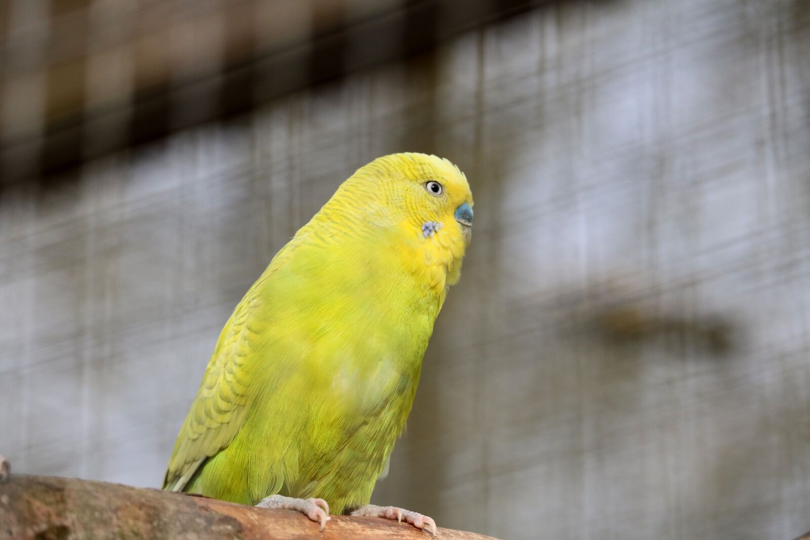 Canon EOS 750D (EOS Rebel T6i / EOS Kiss X8i) sample photo. Bird, tropical, nature photography