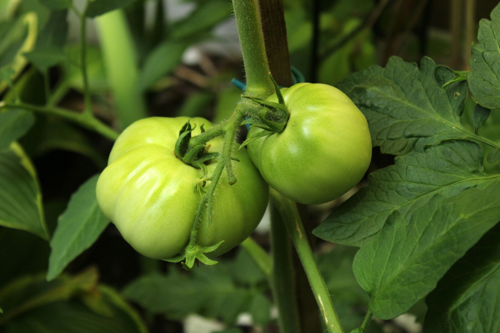 Canon EOS 600D (Rebel EOS T3i / EOS Kiss X5) sample photo. Tomato, vine, vegetable photography