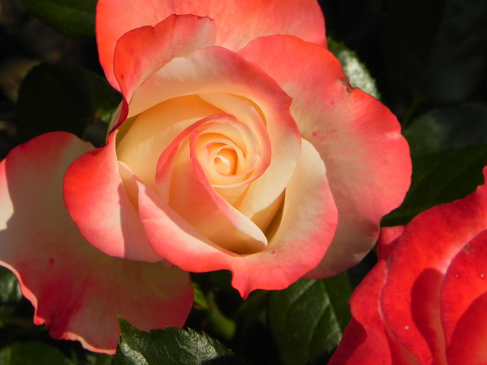 Nikon Coolpix P100 sample photo. Rose, blossom, bloom photography