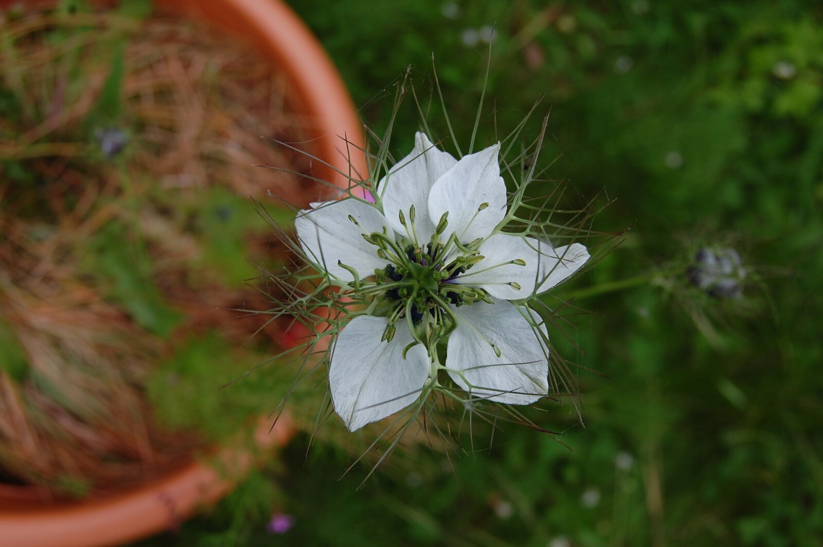 Nikon D40 sample photo. Flower, white, nigella photography