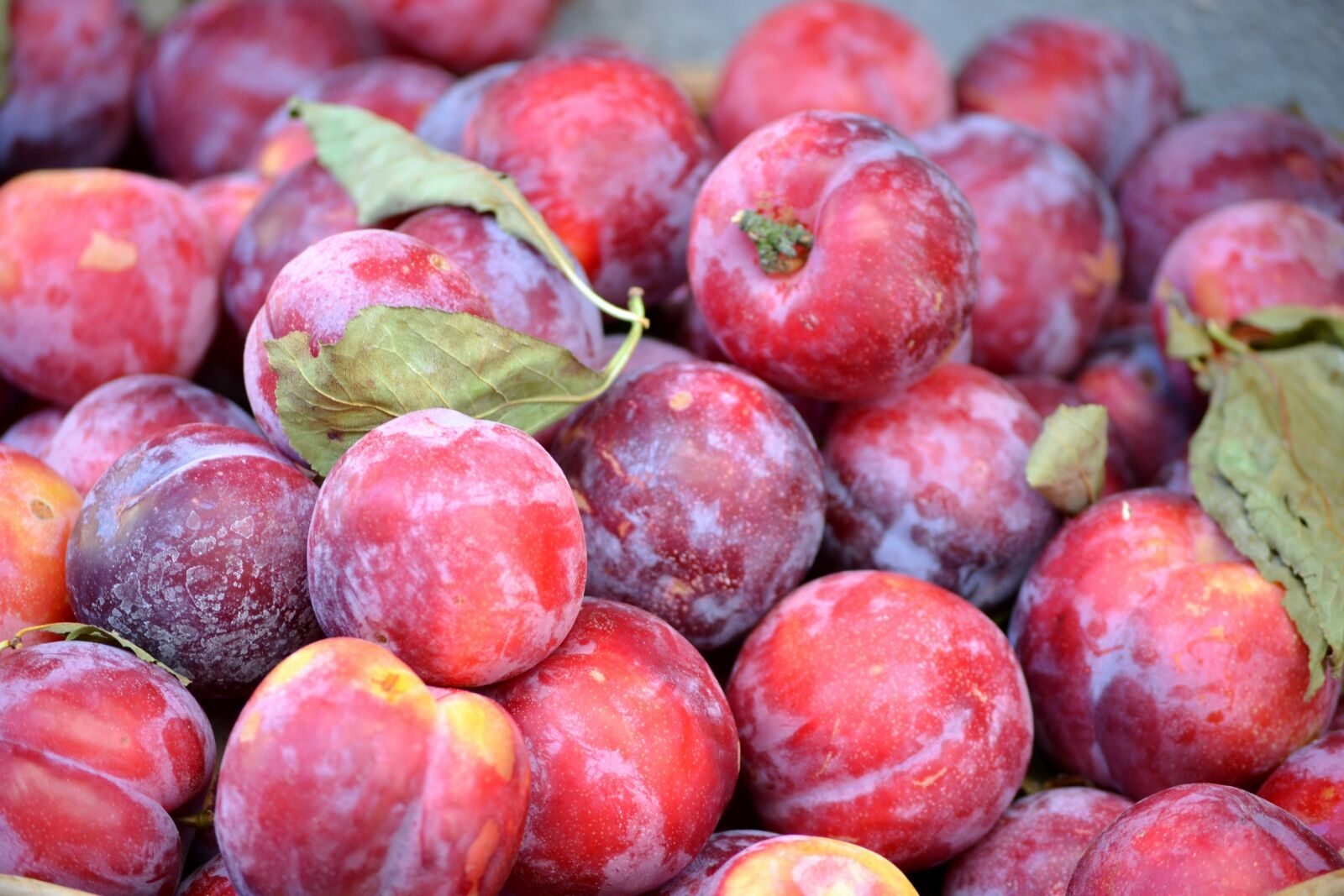 Nikon D3100 sample photo. Plum, plums, fresh photography