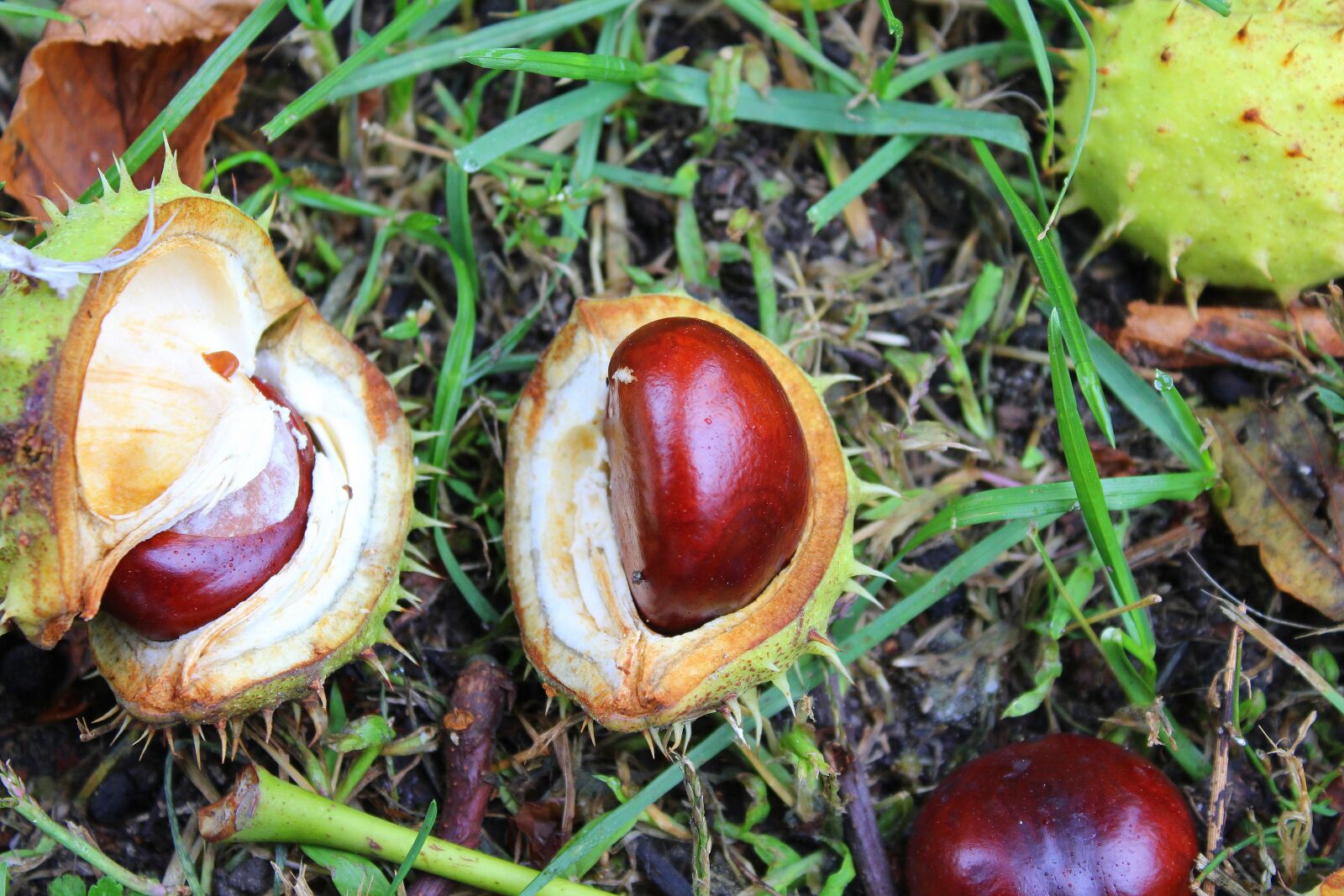 Canon EOS 1200D (EOS Rebel T5 / EOS Kiss X70 / EOS Hi) sample photo. Chestnuts, the fruits of photography