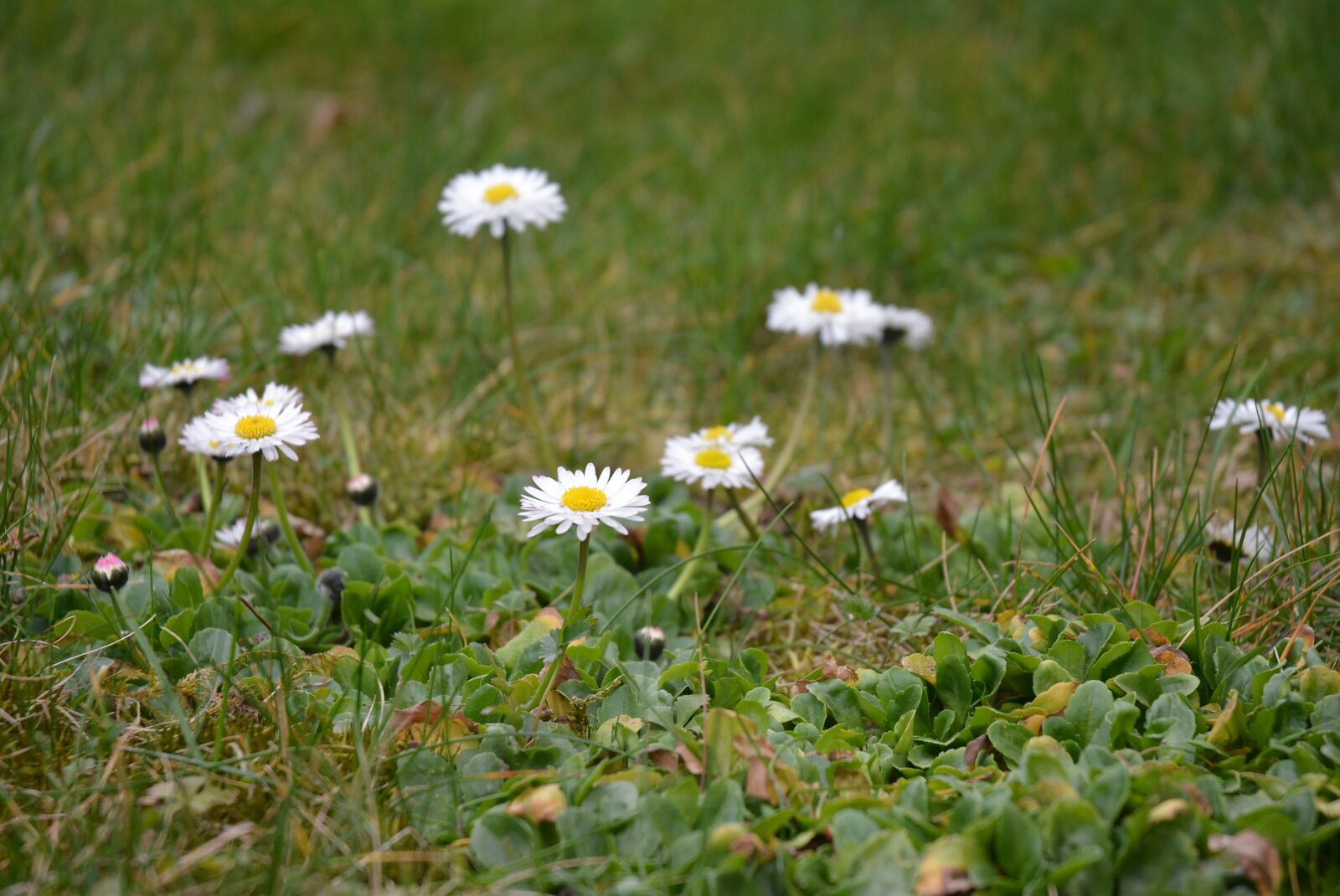 Nikon D5200 sample photo. White flower, white, green photography