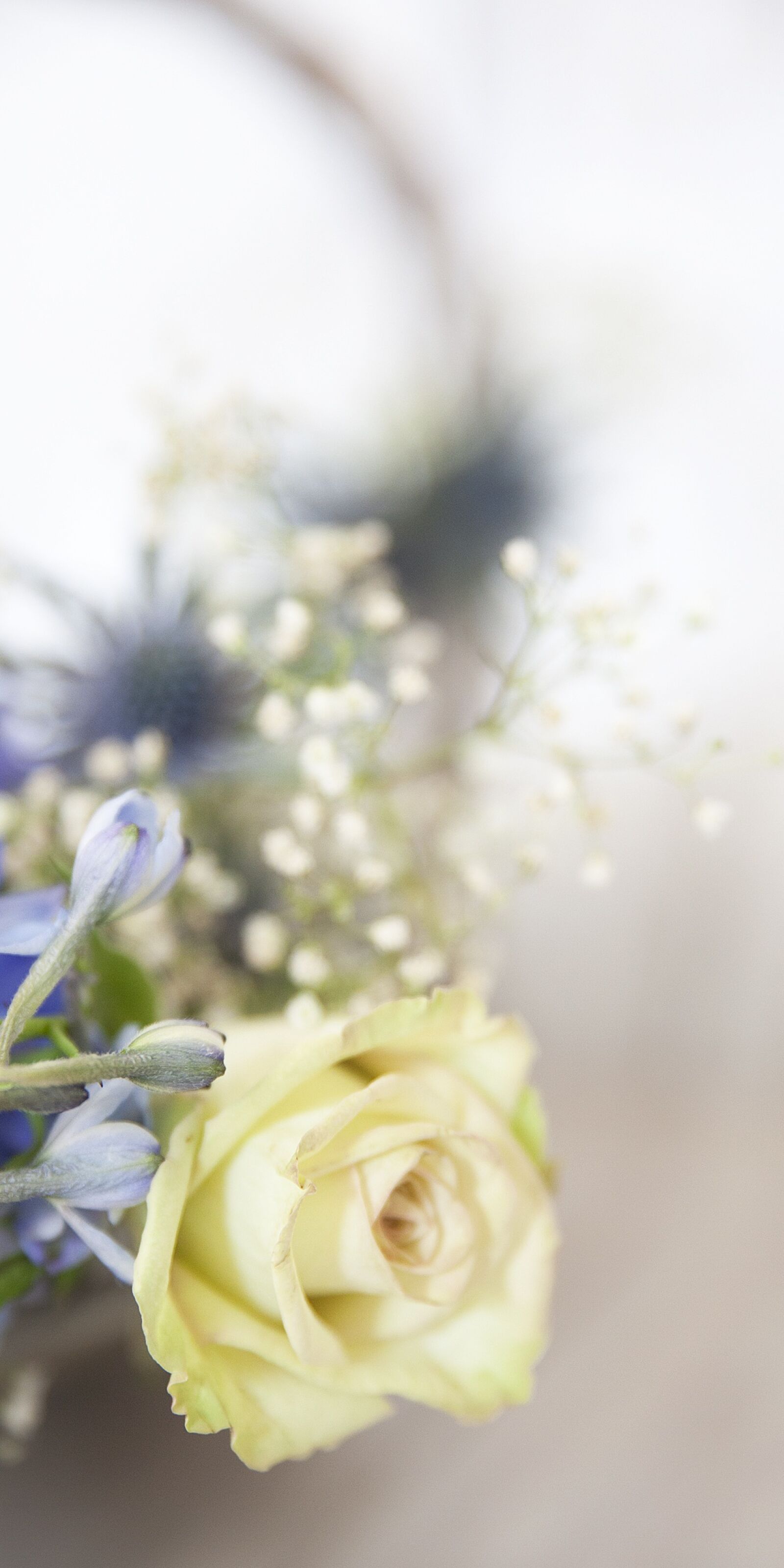 Canon EOS 5D Mark II sample photo. Rose, white, white rose photography