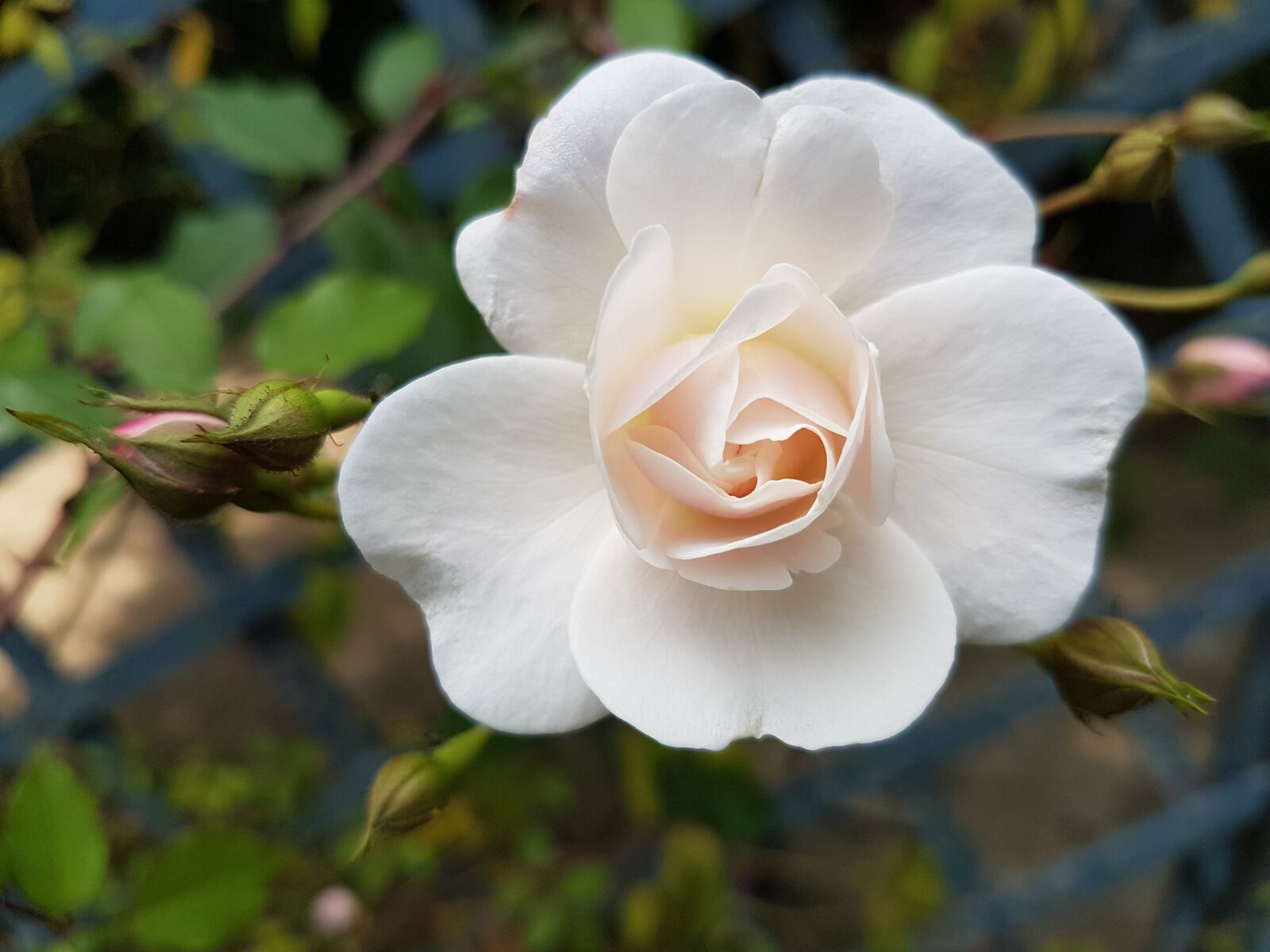 Samsung Galaxy S7 sample photo. Flower, white, white flowers photography