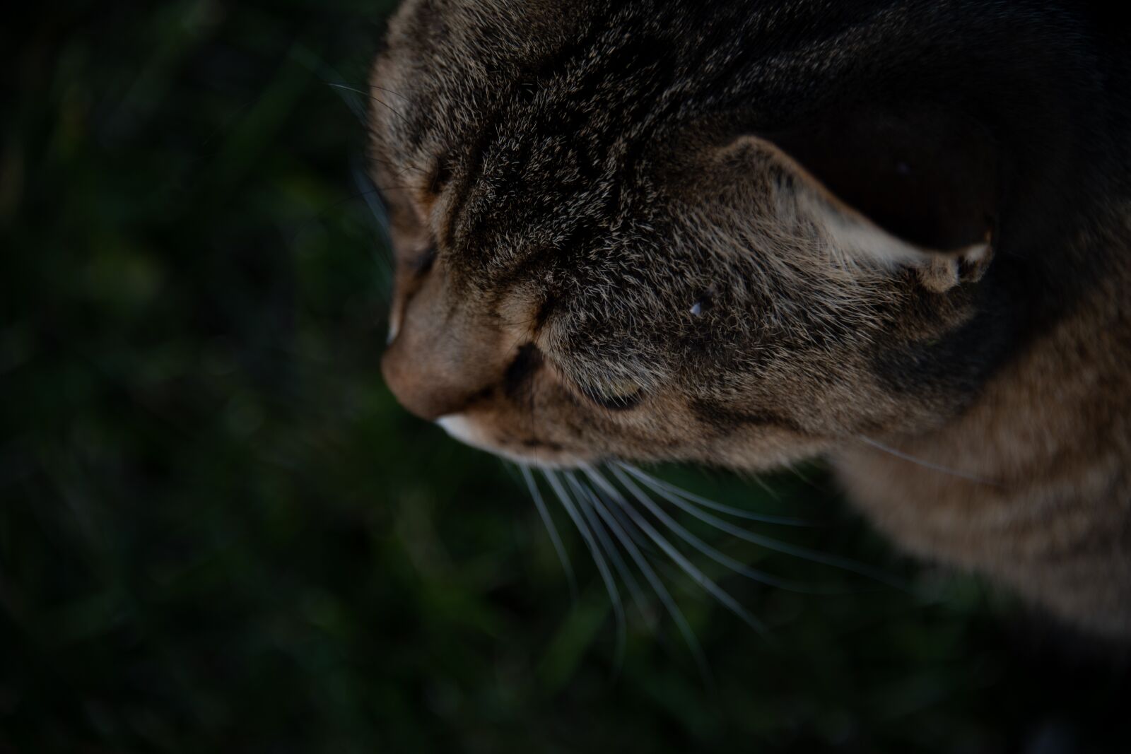 Nikon D850 sample photo. Cat, pet, animal photography