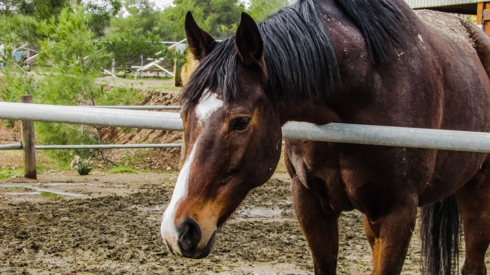 Canon PowerShot SX400 IS sample photo. Horse, farm, nature photography