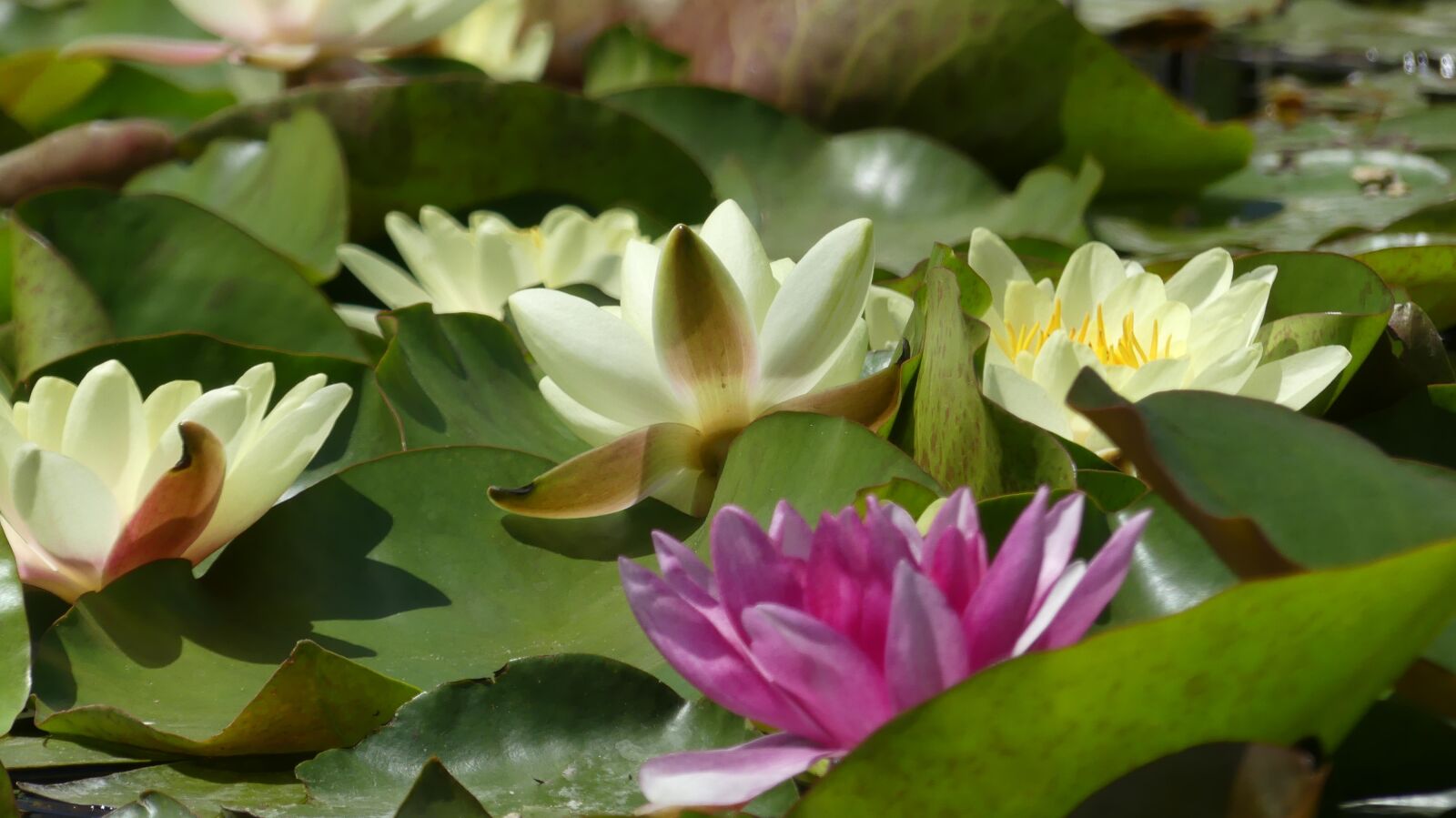 Panasonic Lumix DMC-FZ300 sample photo. Water lily, water, nature photography