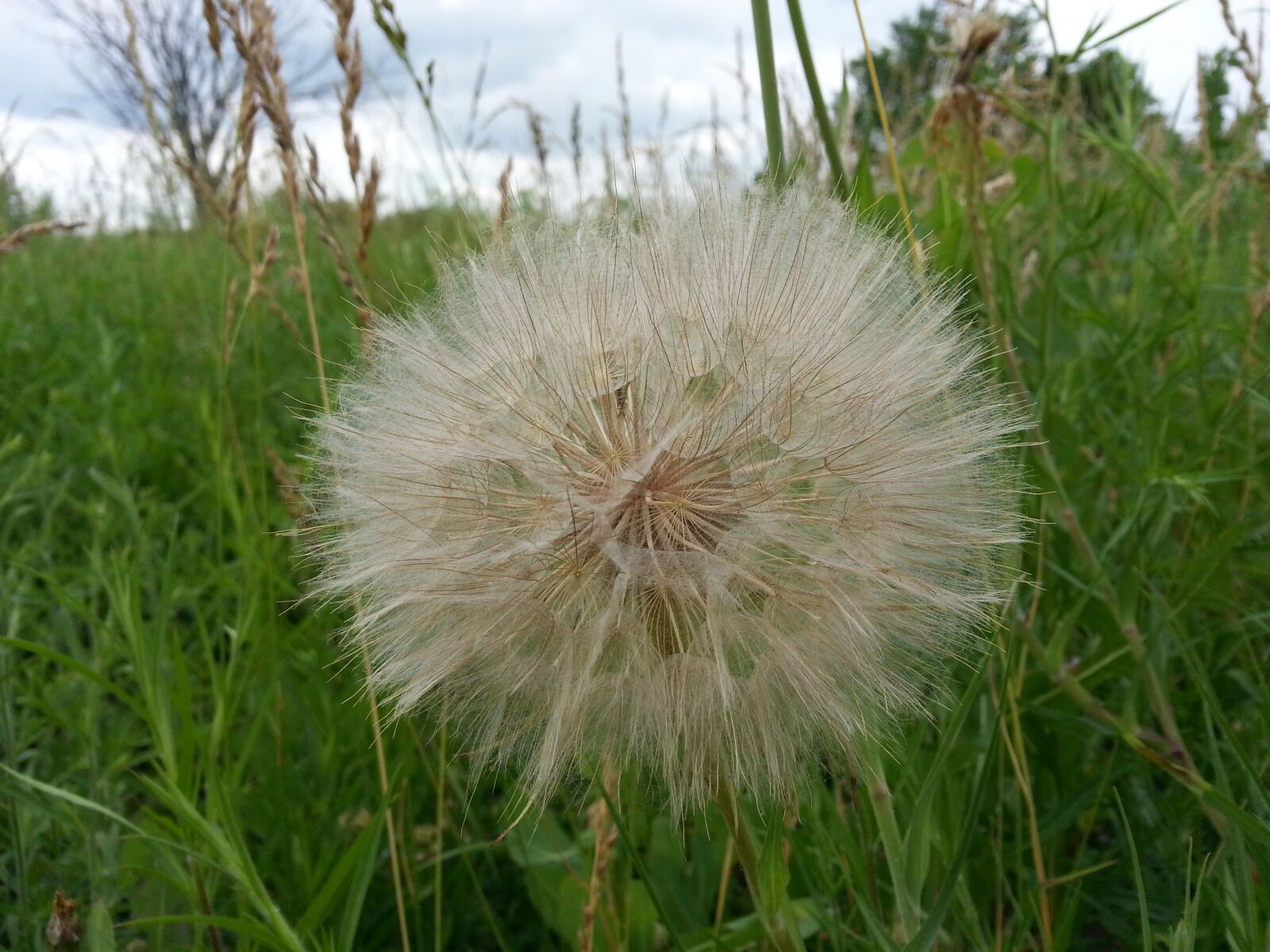 Samsung Galaxy Note2 sample photo. Dandelion, nature, flora photography