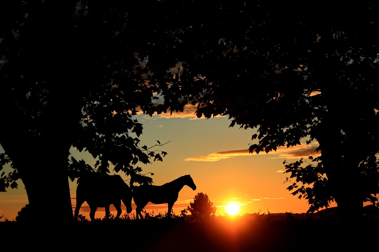 Canon PowerShot G1 X Mark III sample photo. Sunset, trees, horses photography