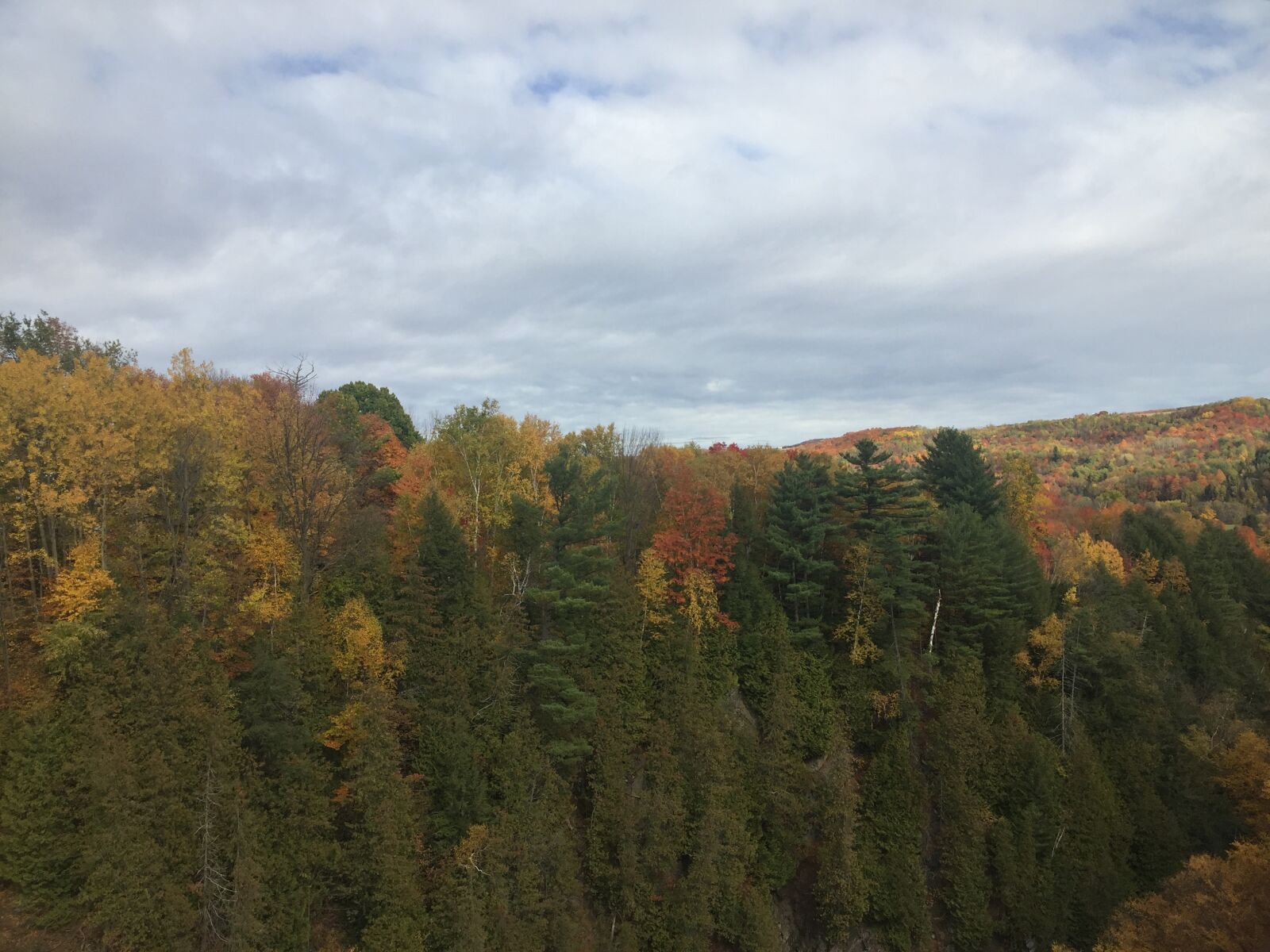 iPhone 6 back camera 4.15mm f/2.2 sample photo. Trees, sky, nature photography