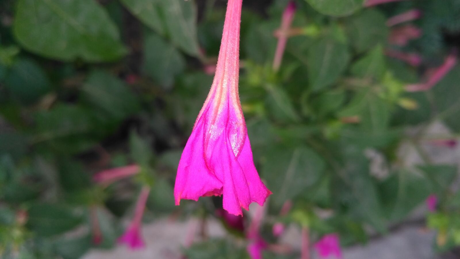 Xiaomi Redmi 3S sample photo. Pink flowers, pin, nature photography