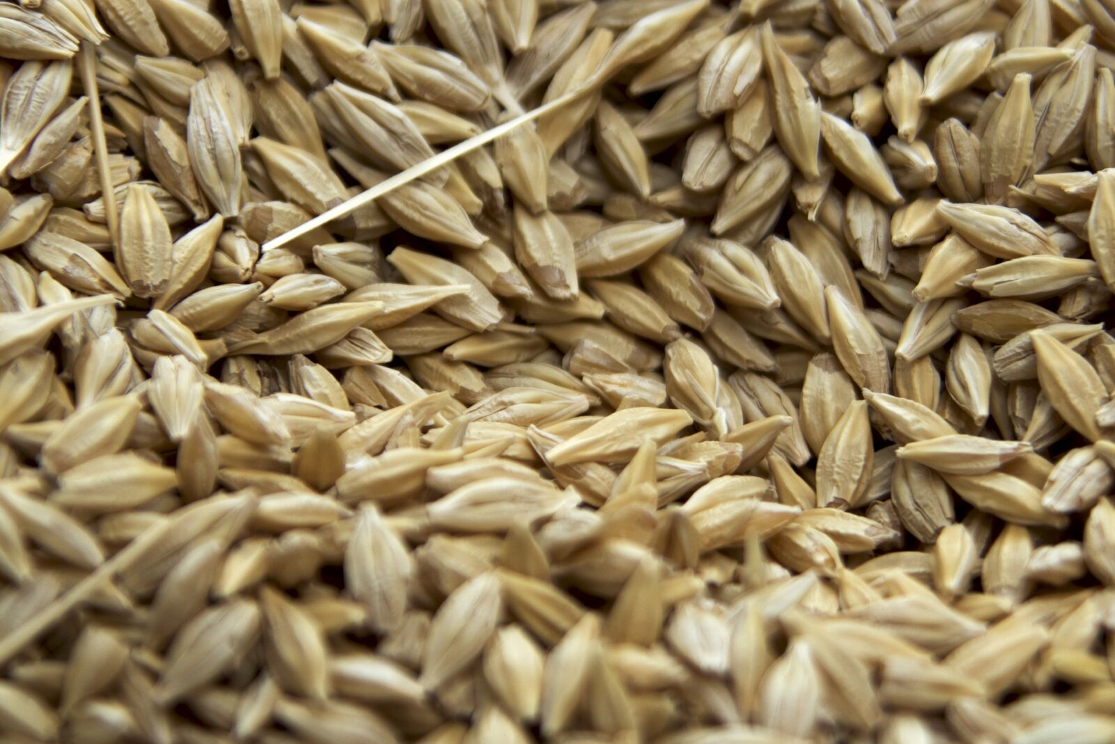 Canon EOS 600D (Rebel EOS T3i / EOS Kiss X5) sample photo. Seeds, wheat, cereals photography