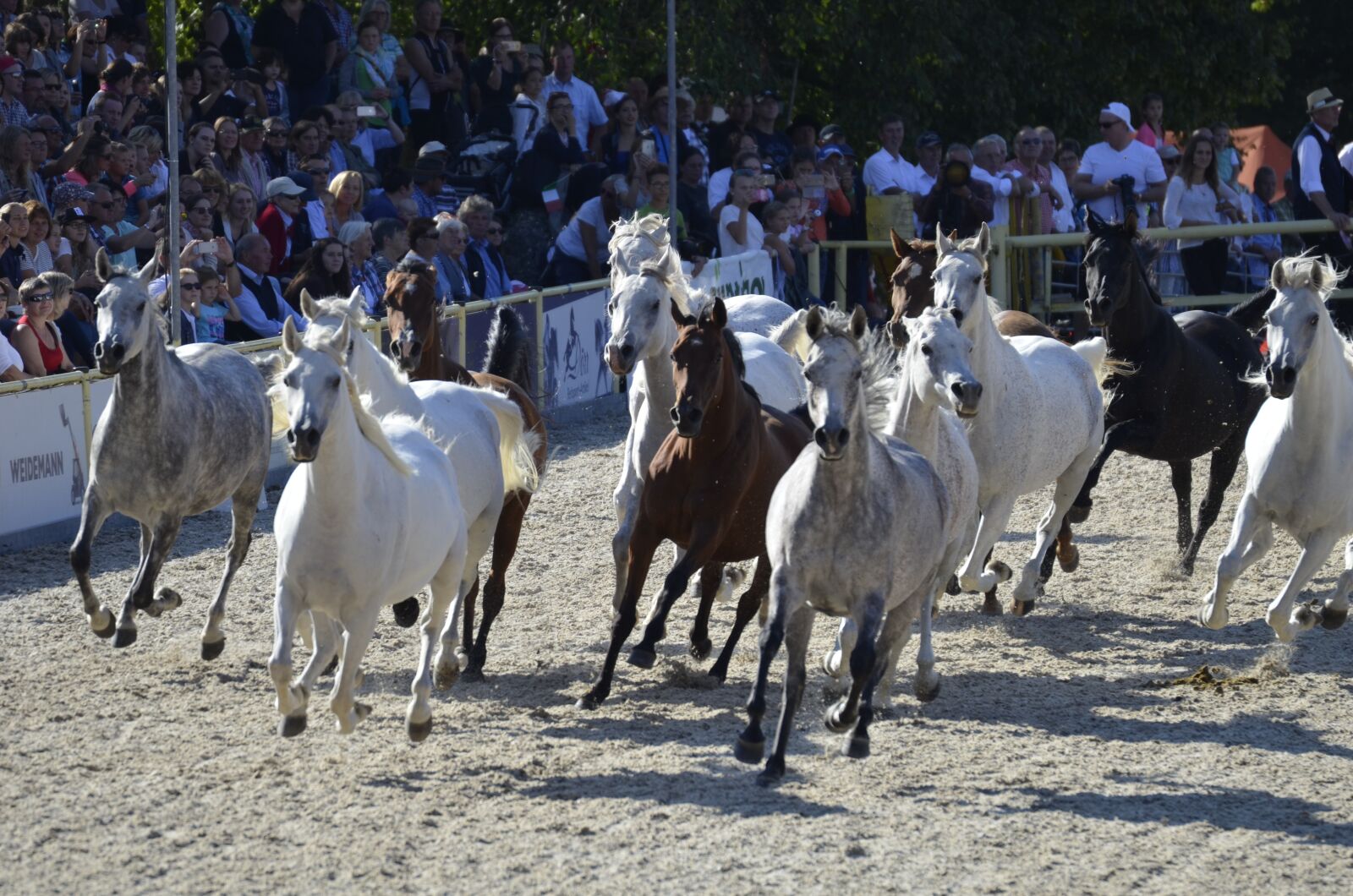 Nikon D5100 sample photo. Arabs, flock, arab breed photography