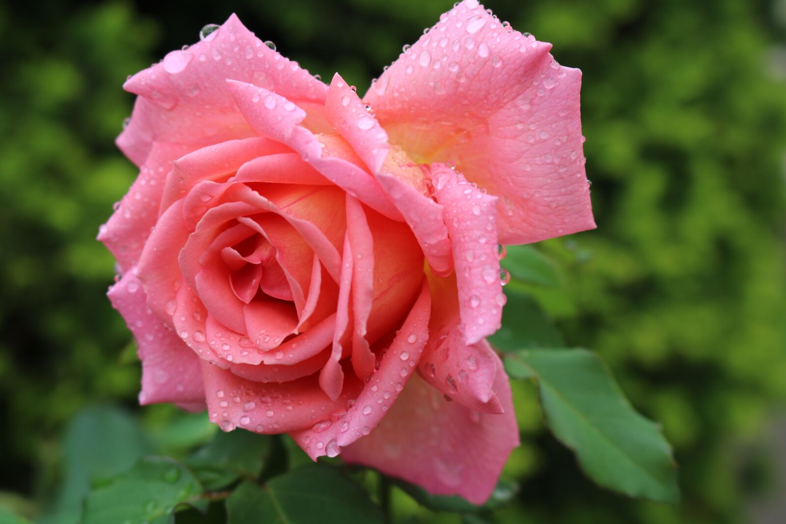Canon EOS 750D (EOS Rebel T6i / EOS Kiss X8i) sample photo. Rose, pink, beauty photography
