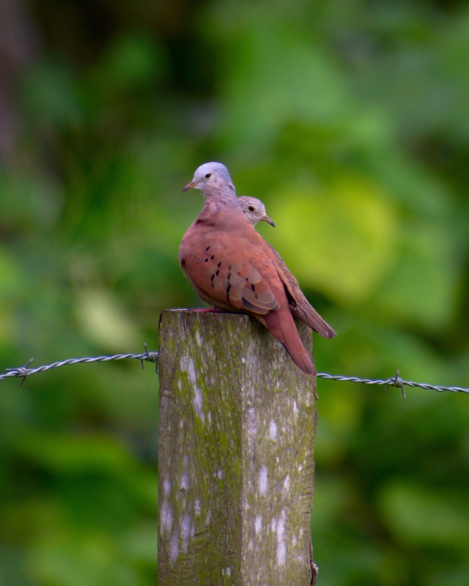 Nikon D7200 sample photo. Birds, nature, wildlife photography