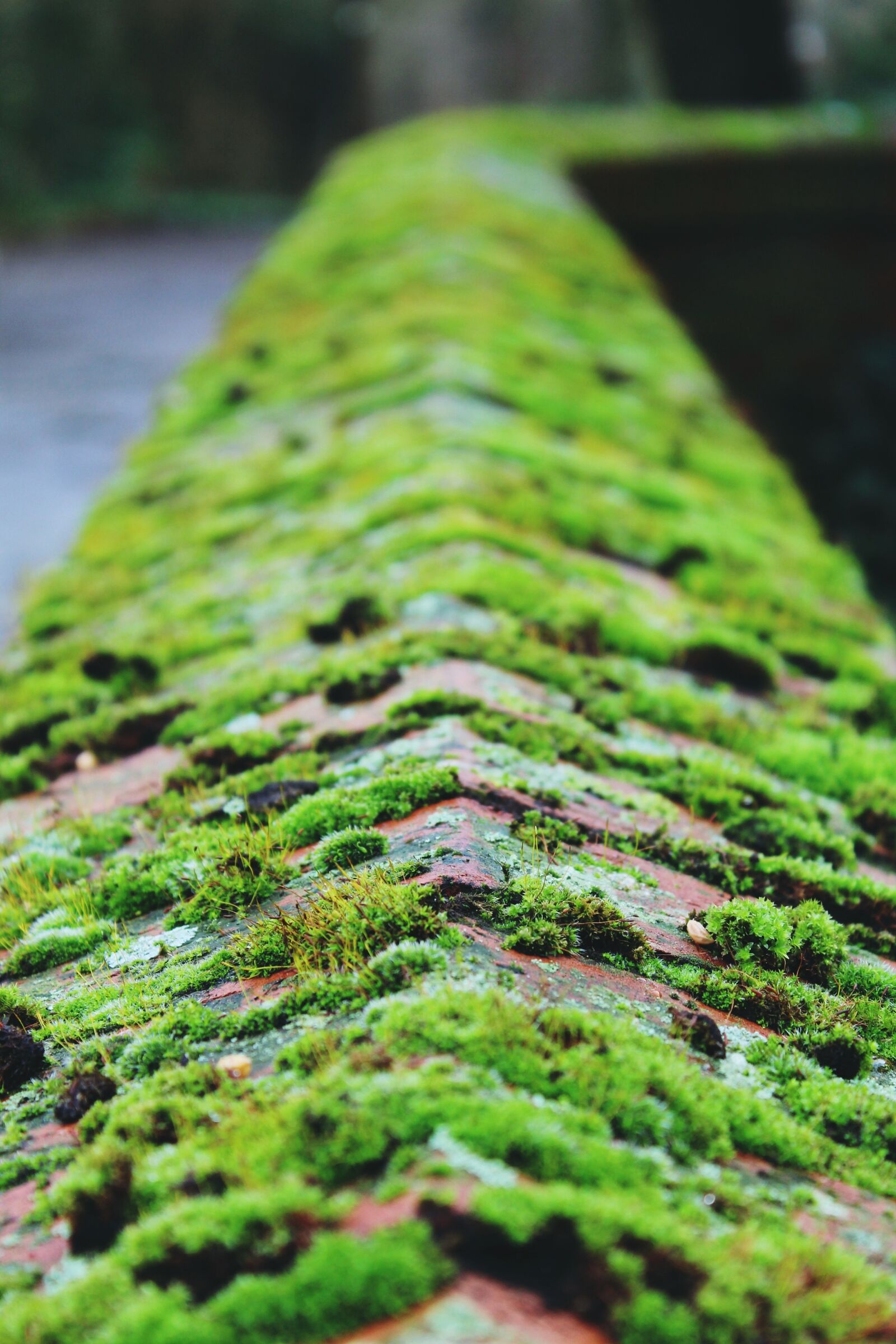 Canon EOS 1200D (EOS Rebel T5 / EOS Kiss X70 / EOS Hi) sample photo. Moss, wall, stone photography