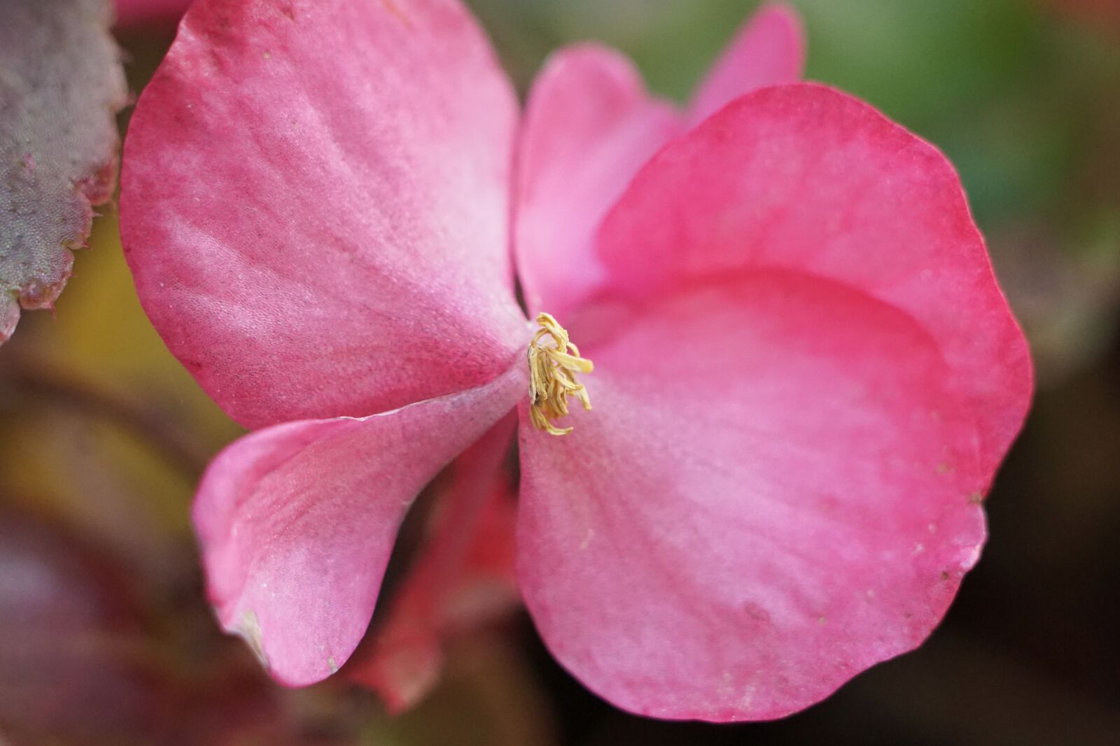 Sony a6000 + E 50mm F1.8 OSS sample photo. Begonia, close, up photography