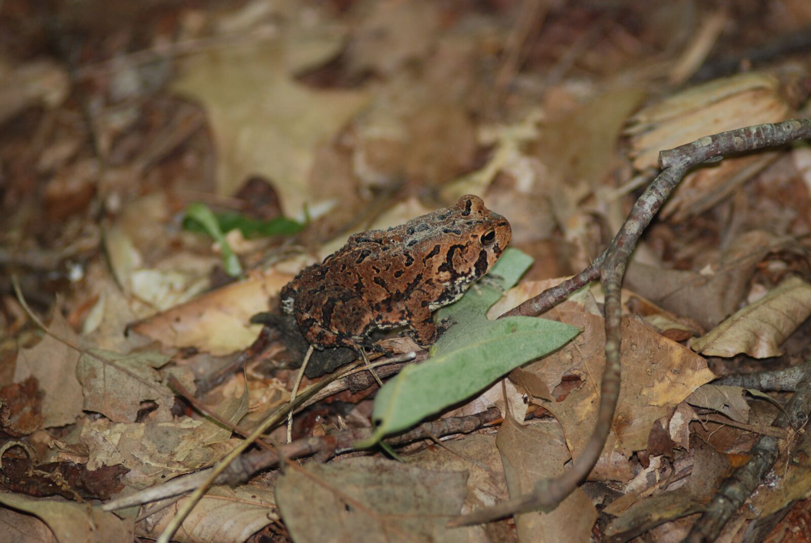 Nikon D80 sample photo. Frog, brown, fall photography
