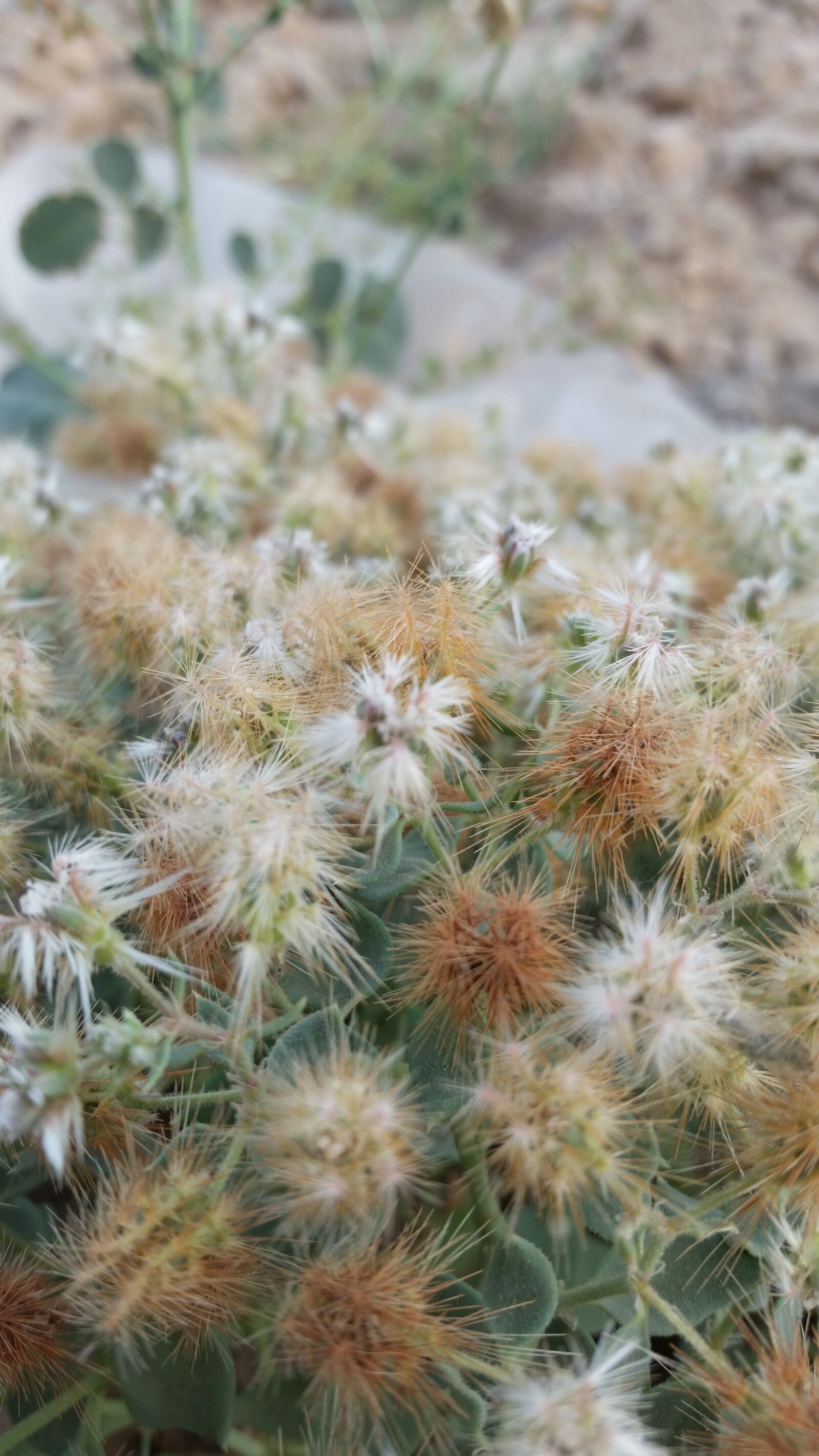 Samsung Galaxy S5 sample photo