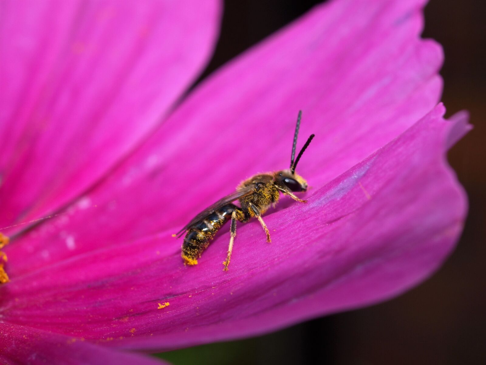 Olympus E-520 (EVOLT E-520) sample photo. Flower, insect, wasp photography