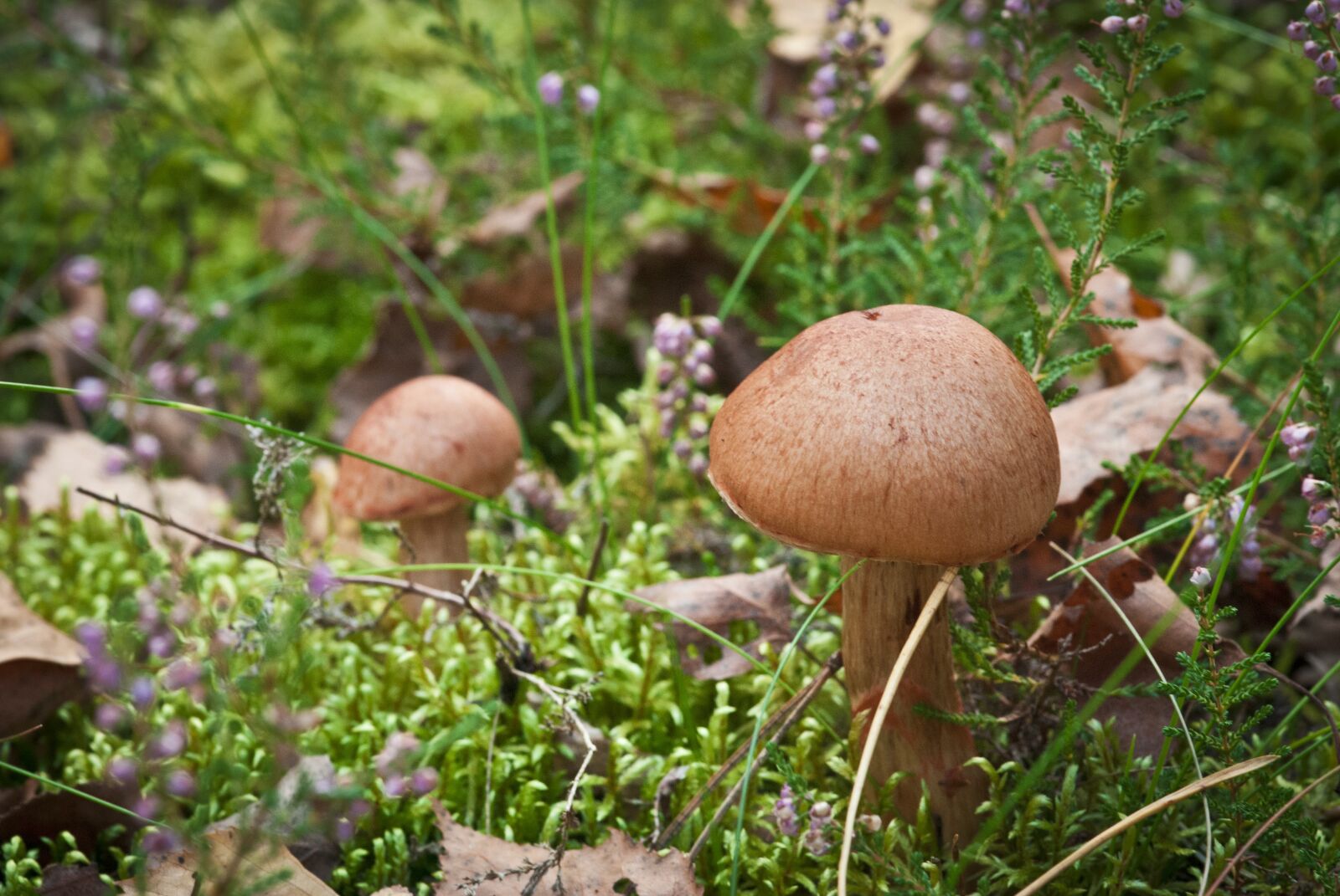 Nikon D80 sample photo. Woods, forest, nature photography