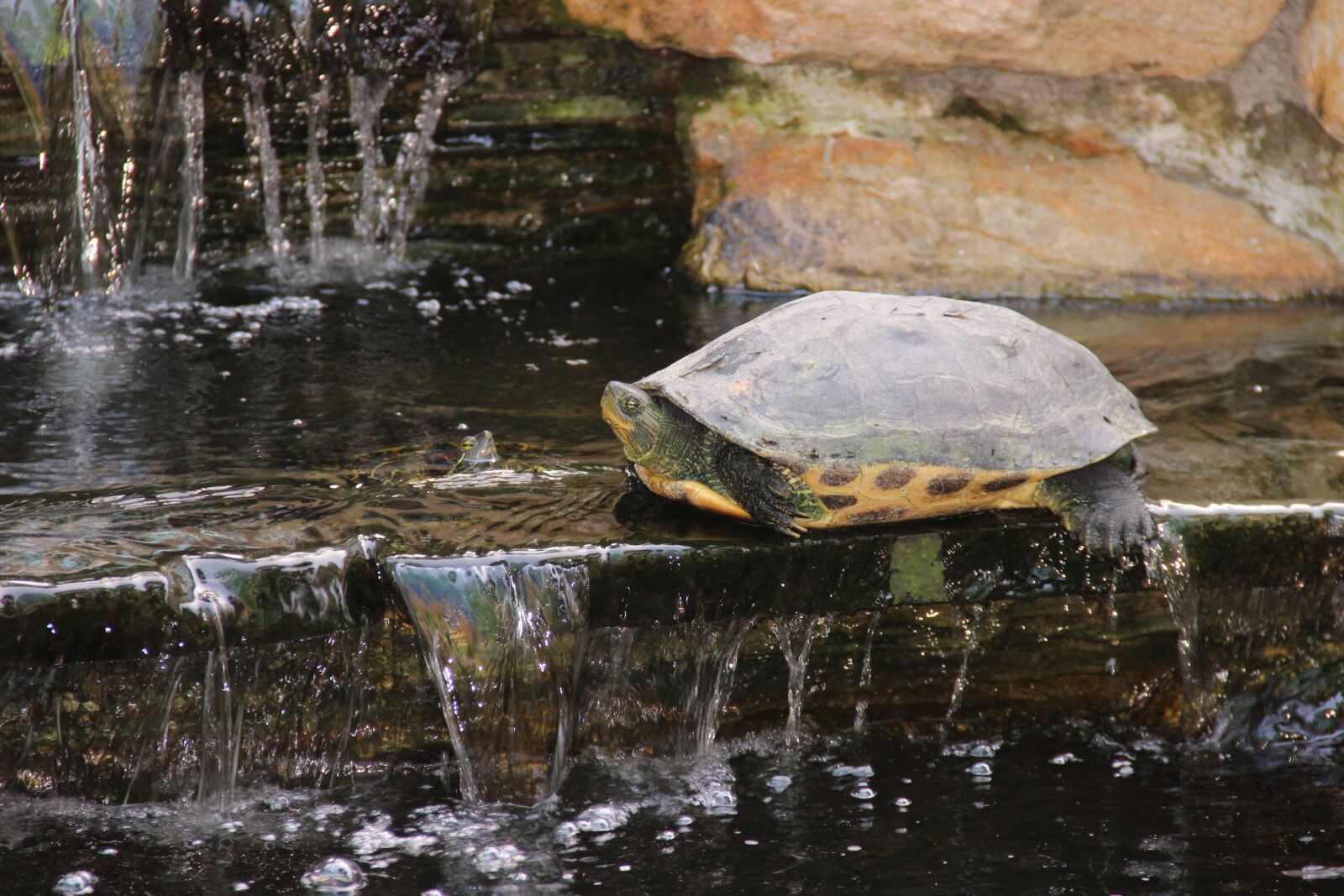 Canon EOS 600D (Rebel EOS T3i / EOS Kiss X5) sample photo. Animal, wu ran briskly photography