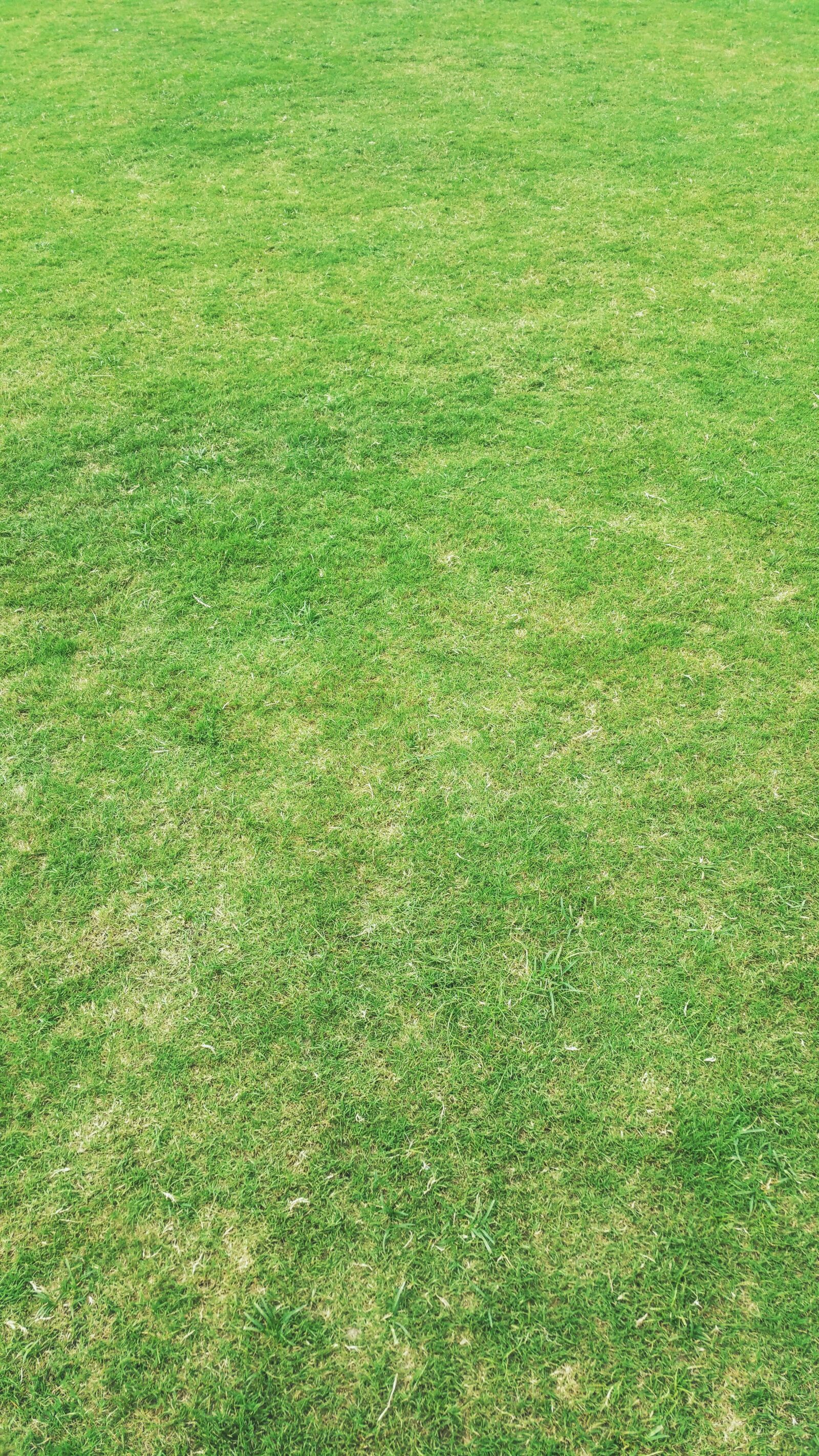 Samsung Galaxy Note4 sample photo. Grass, grass field, grass photography