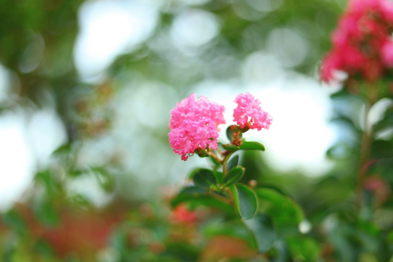 Canon EOS 5DS R + Canon EF 50mm F1.8 STM sample photo. Flowers, spring, flowering photography
