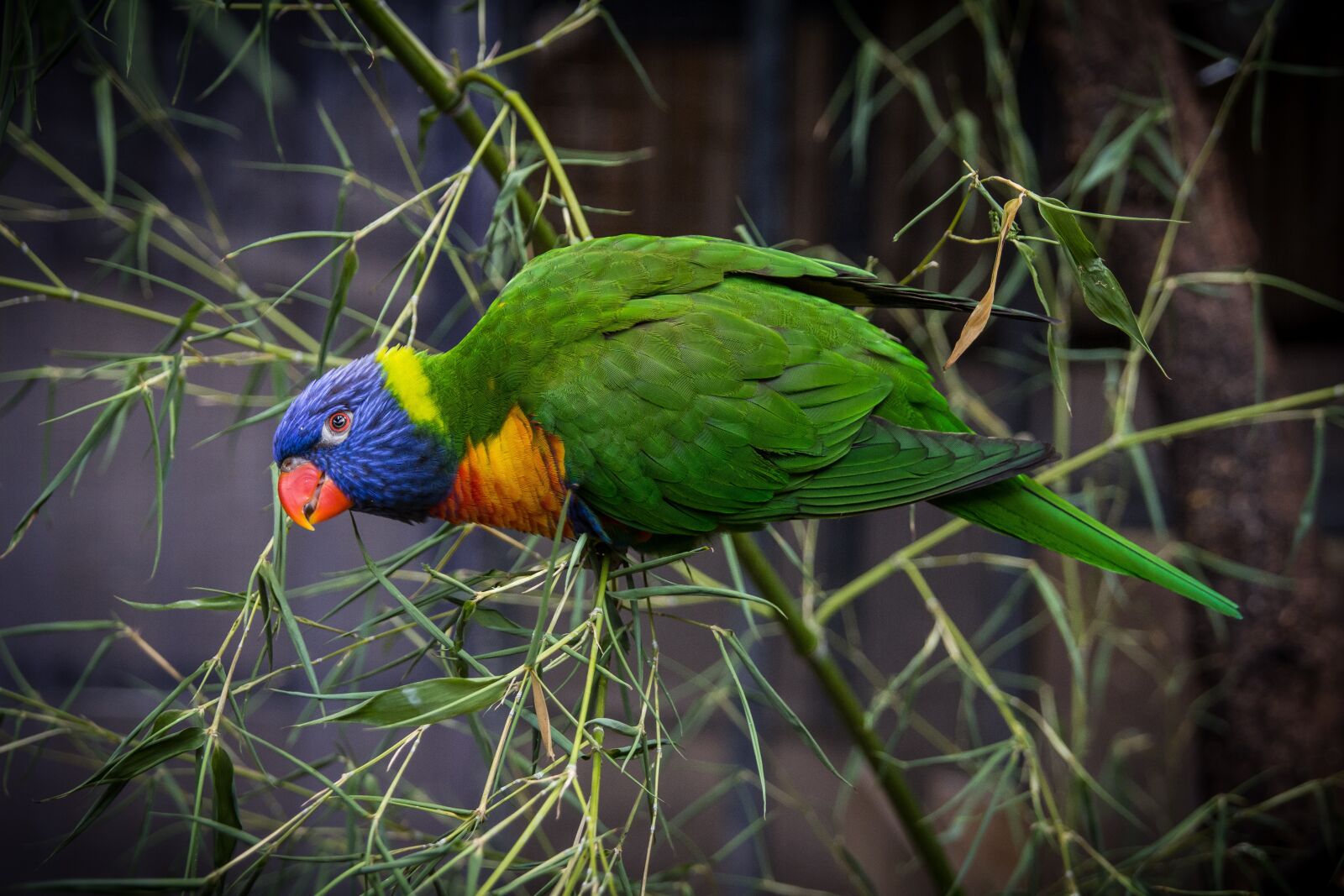 Canon EOS 60D sample photo. Bird, animals, feather photography