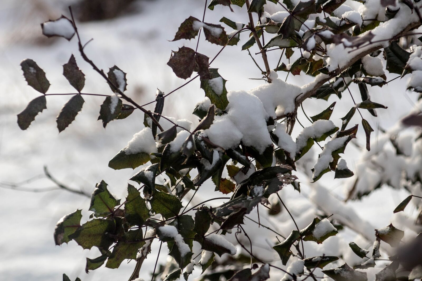 EF80-200mm f/4.5-5.6 sample photo. Winter, snow, the bushes photography