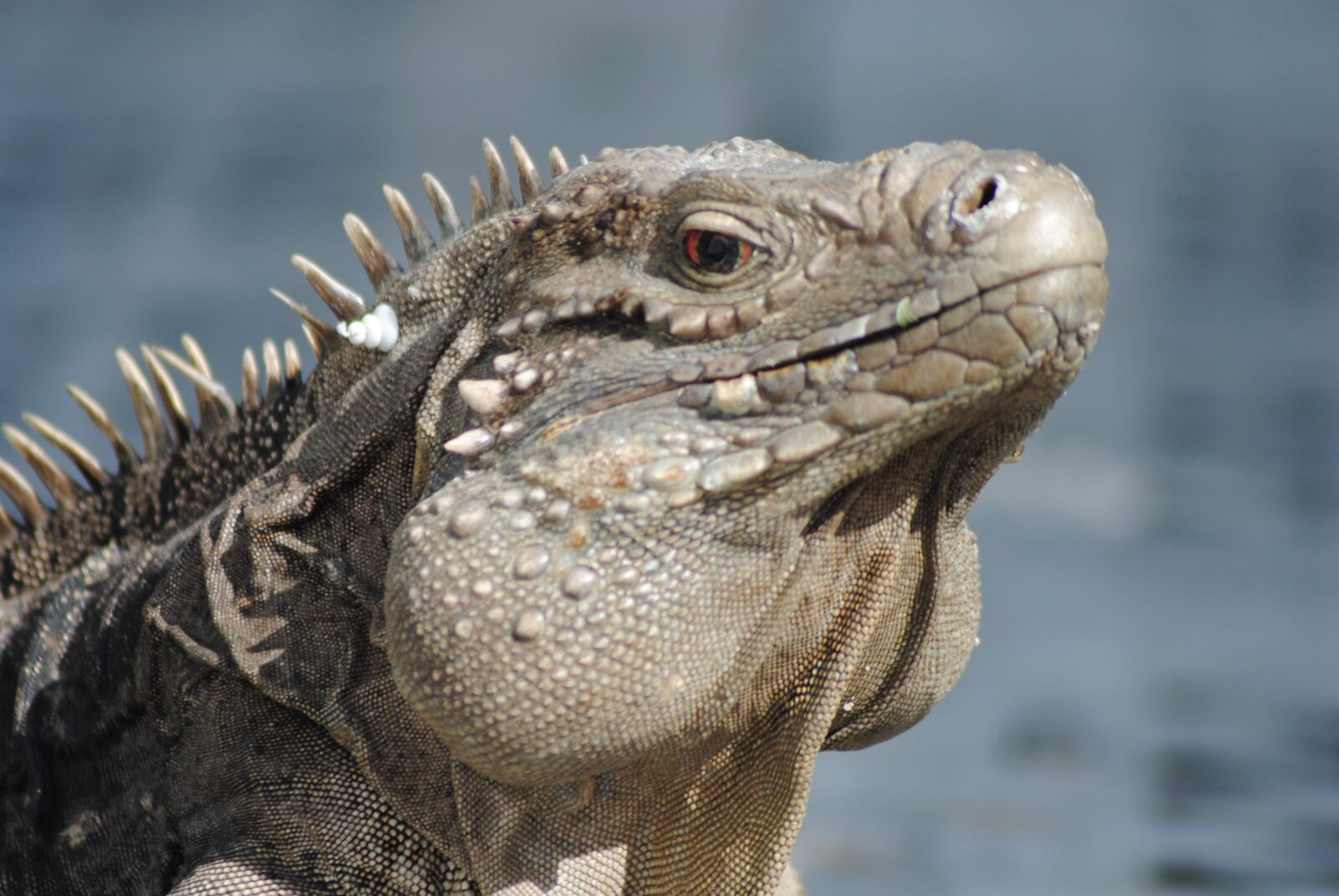 Nikon D3000 sample photo. Iguana, caribbean, vacation photography
