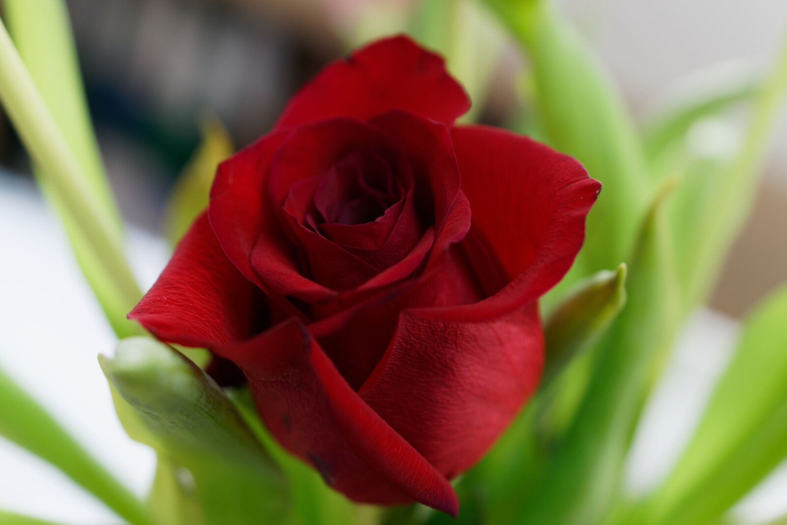 Sony a7R II sample photo. Rose, flower, red photography