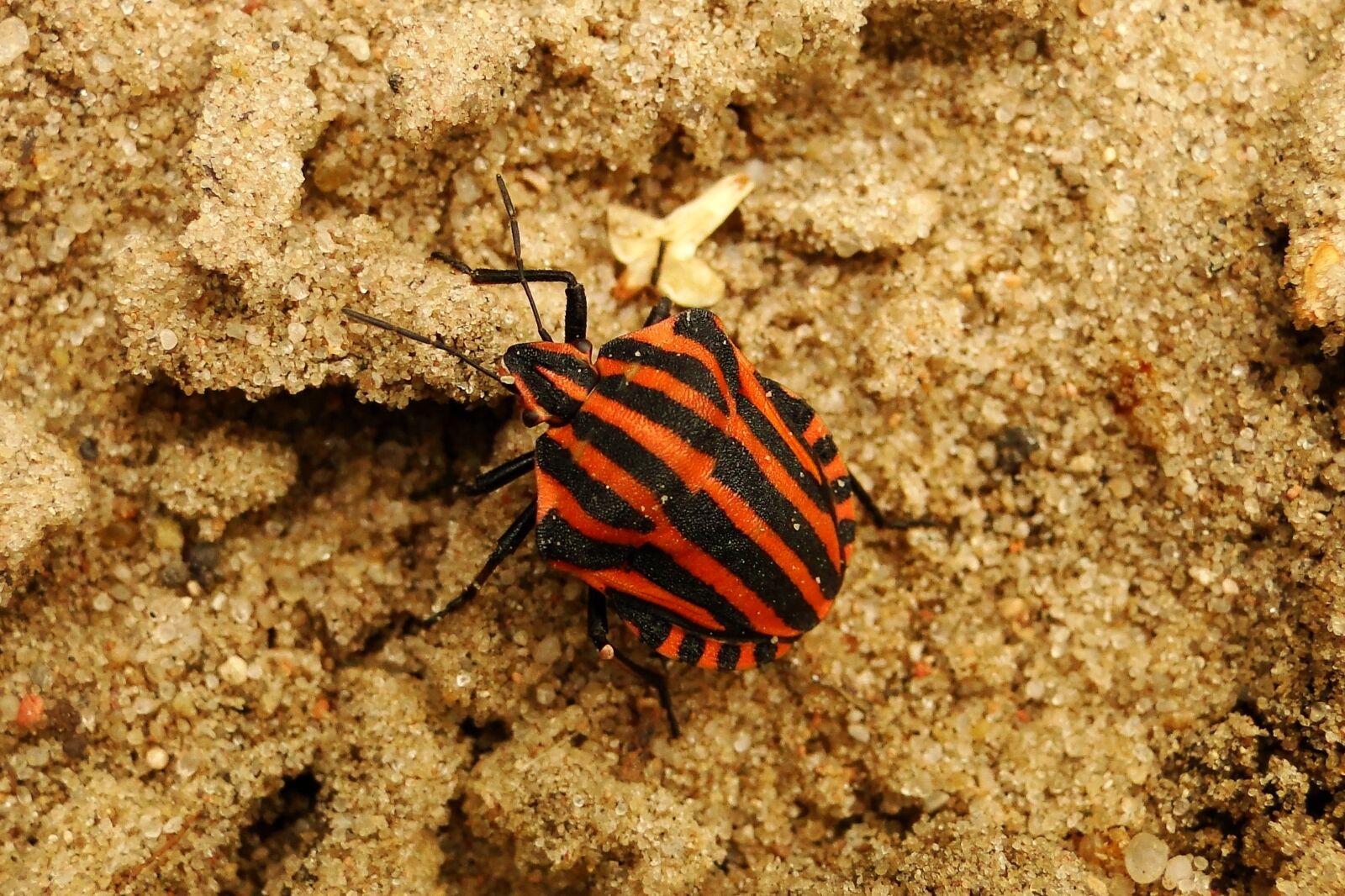 Sony Cyber-shot DSC-HX1 sample photo. Invertebrates, nature, a little photography