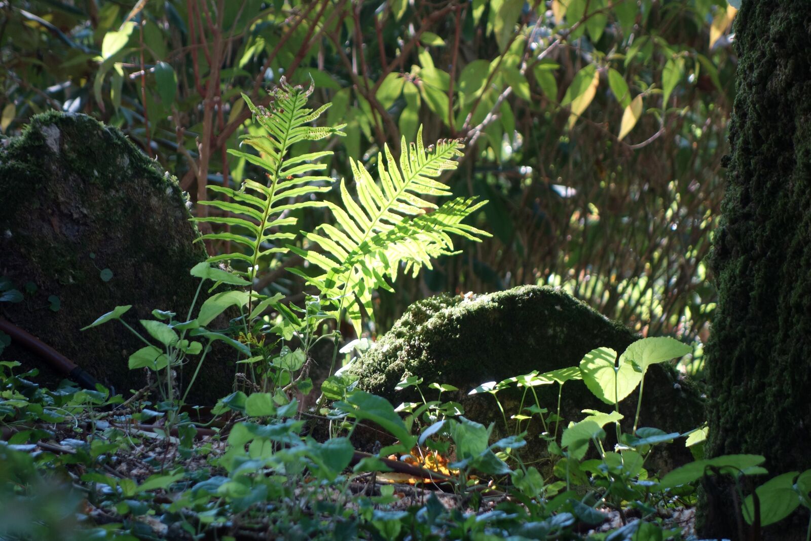 Sony Cyber-shot DSC-RX100 sample photo. Grass, ferns, forest photography