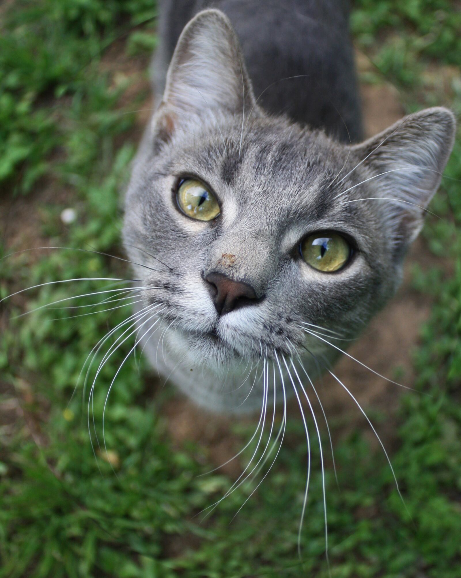 Canon EOS 450D (EOS Rebel XSi / EOS Kiss X2) sample photo. Cat, feline, grey photography