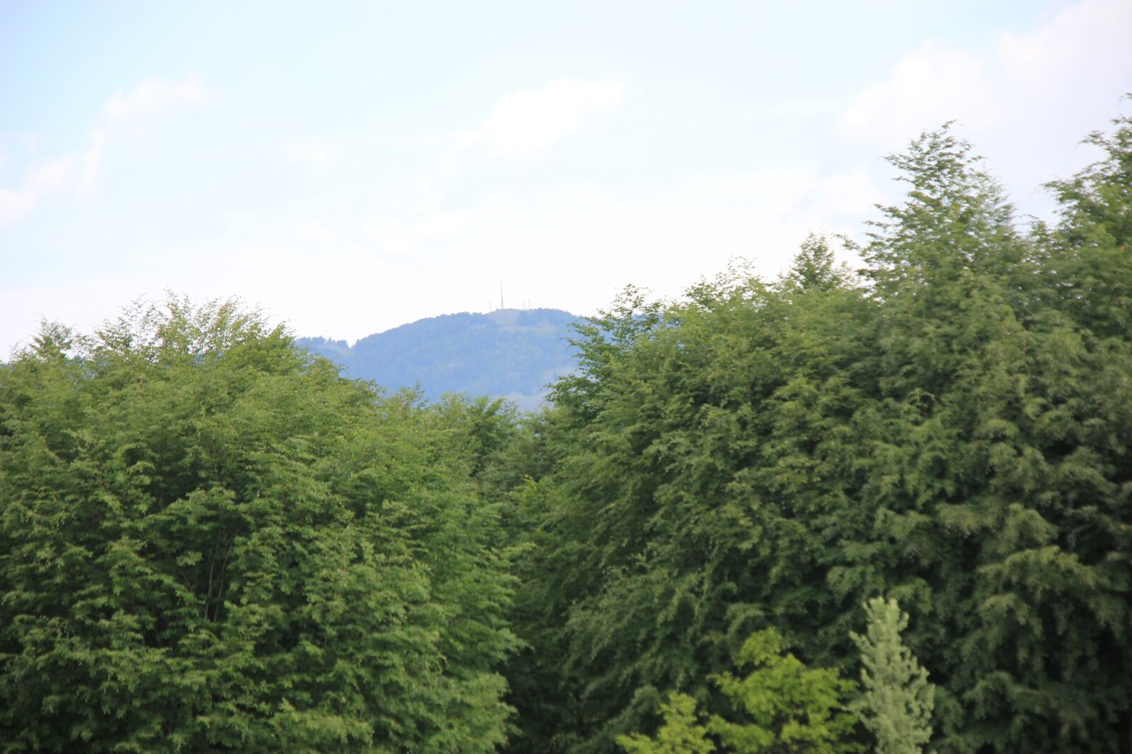Canon EOS 550D (EOS Rebel T2i / EOS Kiss X4) sample photo. Forest, nature, green photography