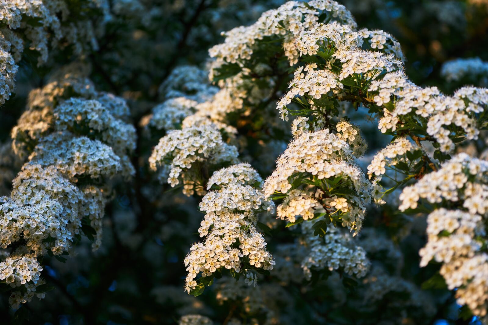 Sigma 60mm F2.8 DN Art sample photo. Nature, plant, tree photography