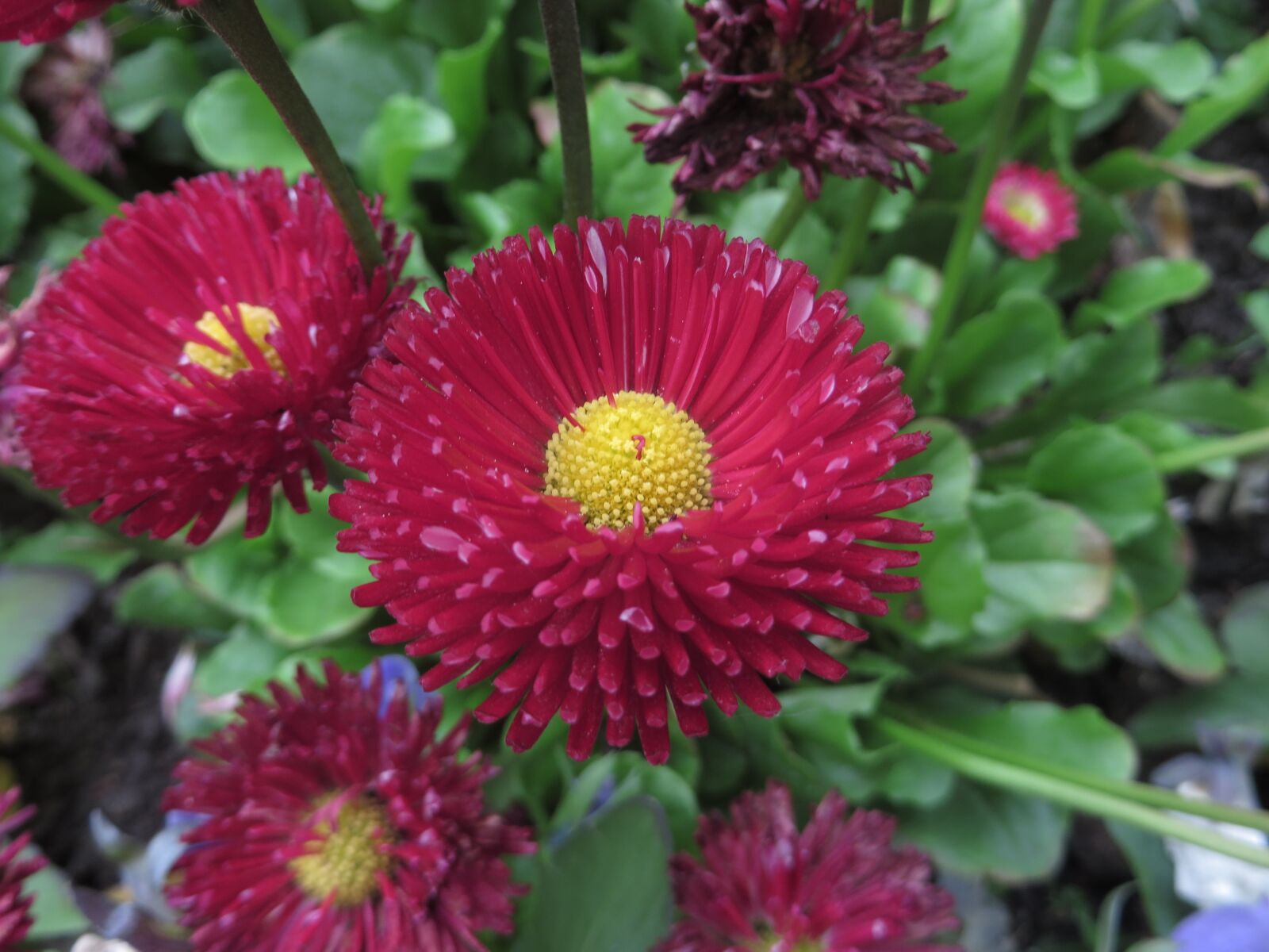 Canon PowerShot SX270 HS sample photo. Flower, nature, plant photography