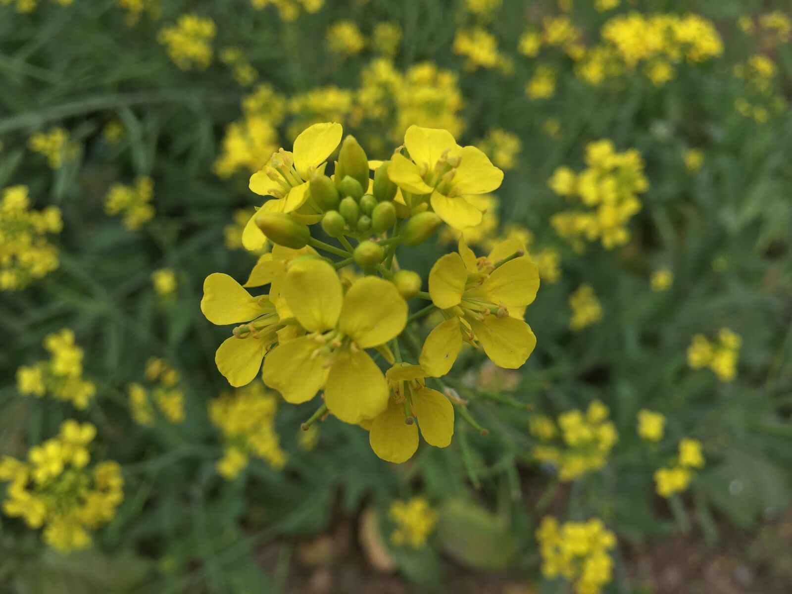 Apple iPhone 6s Plus sample photo. Flowers, mustard, yellow photography